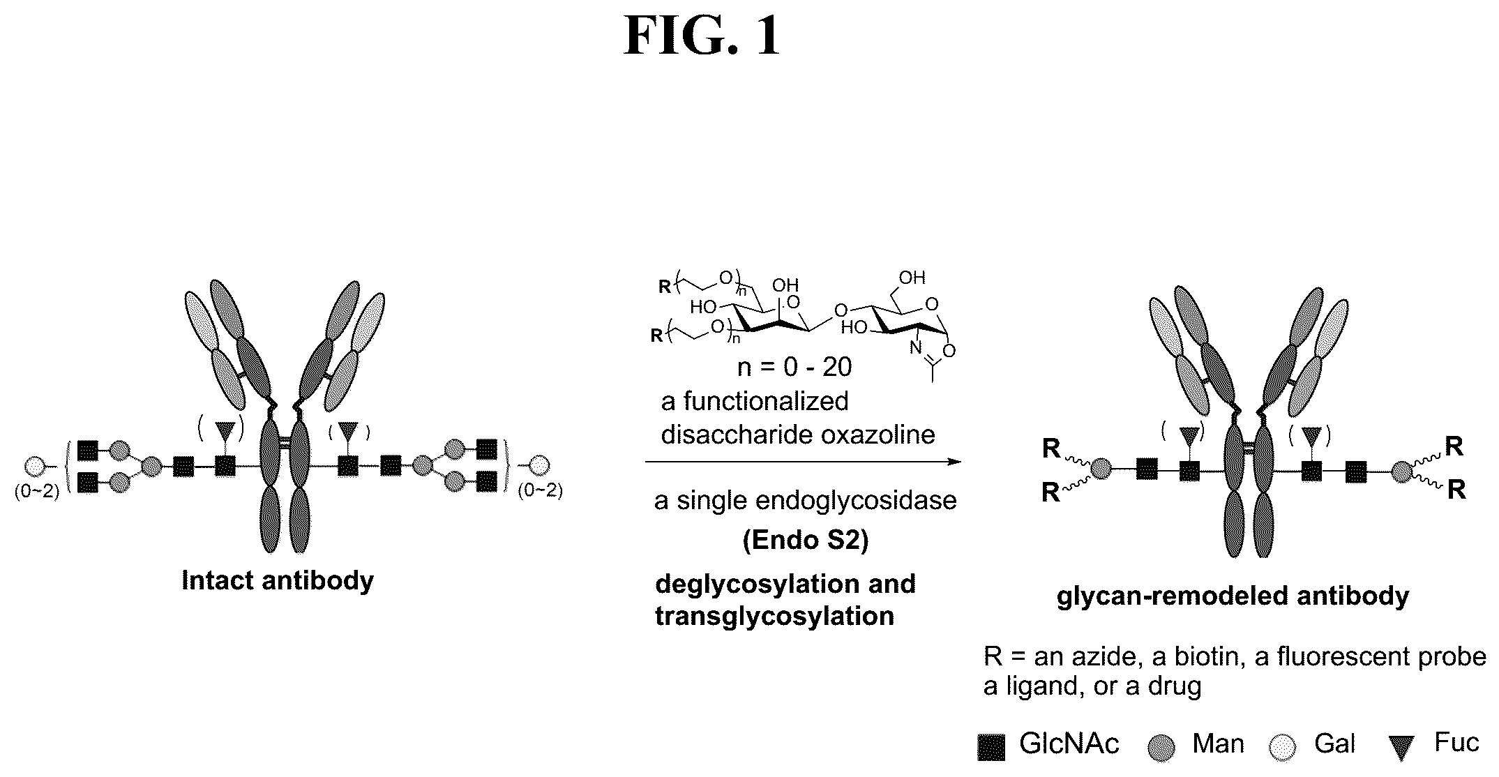 Patent US12139509 Figure 1 – Fc glycan remodeling platform method for site-specific antibody conjugation and applications thereof