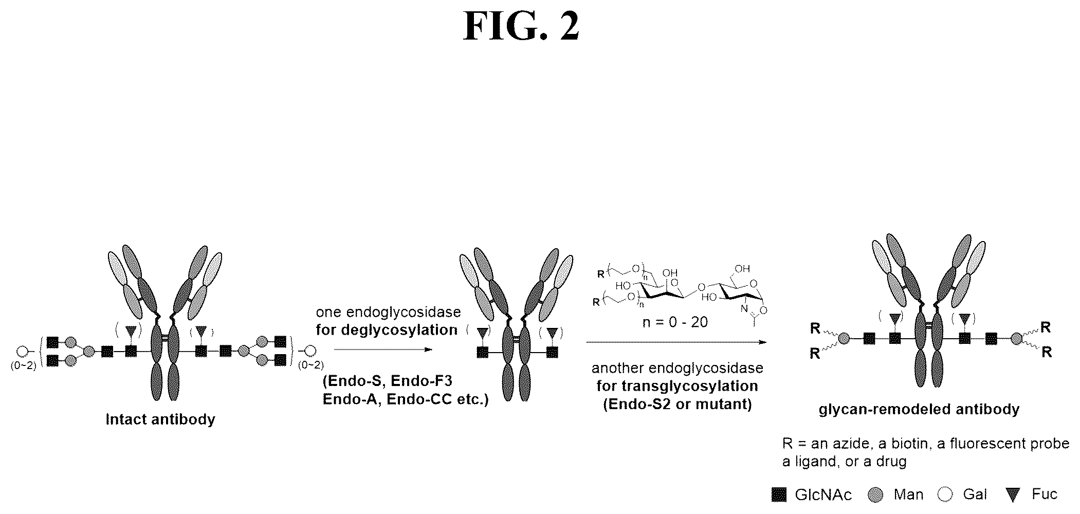 Patent US12139509 Figure 2 – Fc glycan remodeling platform method for site-specific antibody conjugation and applications thereof