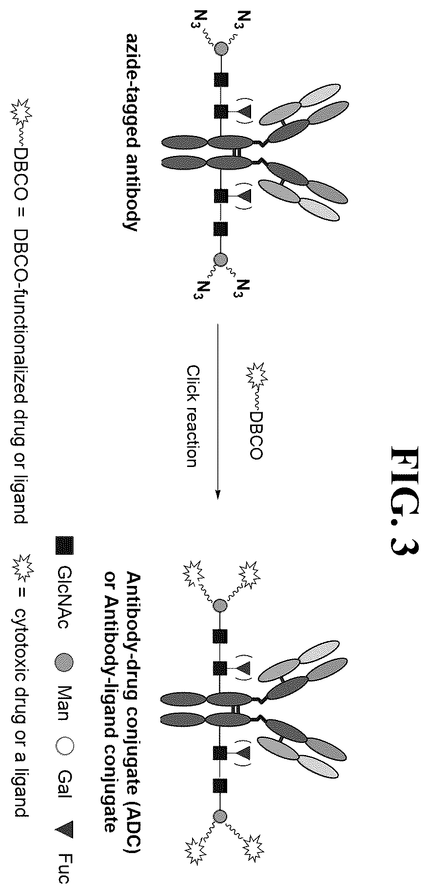Patent US12139509 Figure 3 – Fc glycan remodeling platform method for site-specific antibody conjugation and applications thereof