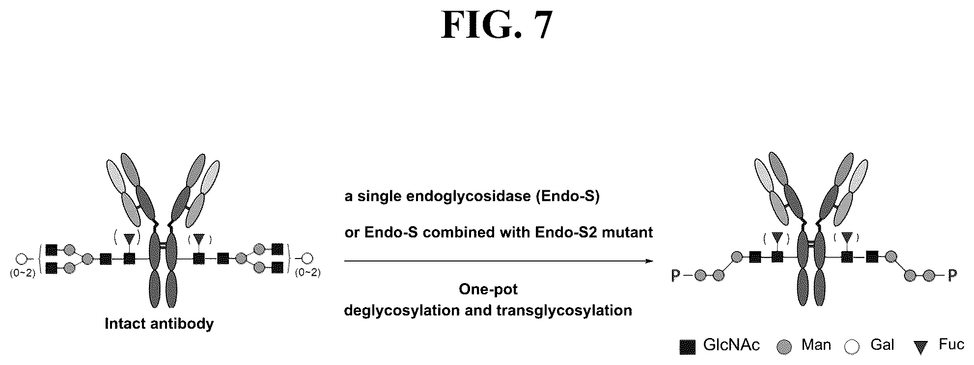 Patent US12139509 Figure 7 – Fc glycan remodeling platform method for site-specific antibody conjugation and applications thereof