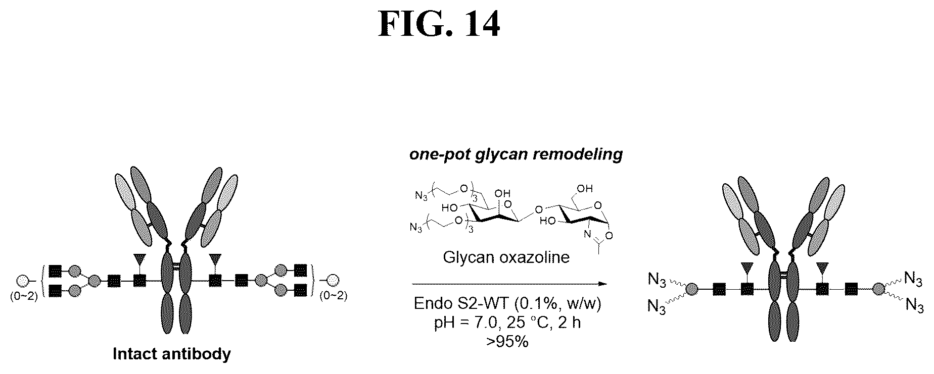 Patent US12139509 Figure 14 – Fc glycan remodeling platform method for site-specific antibody conjugation and applications thereof