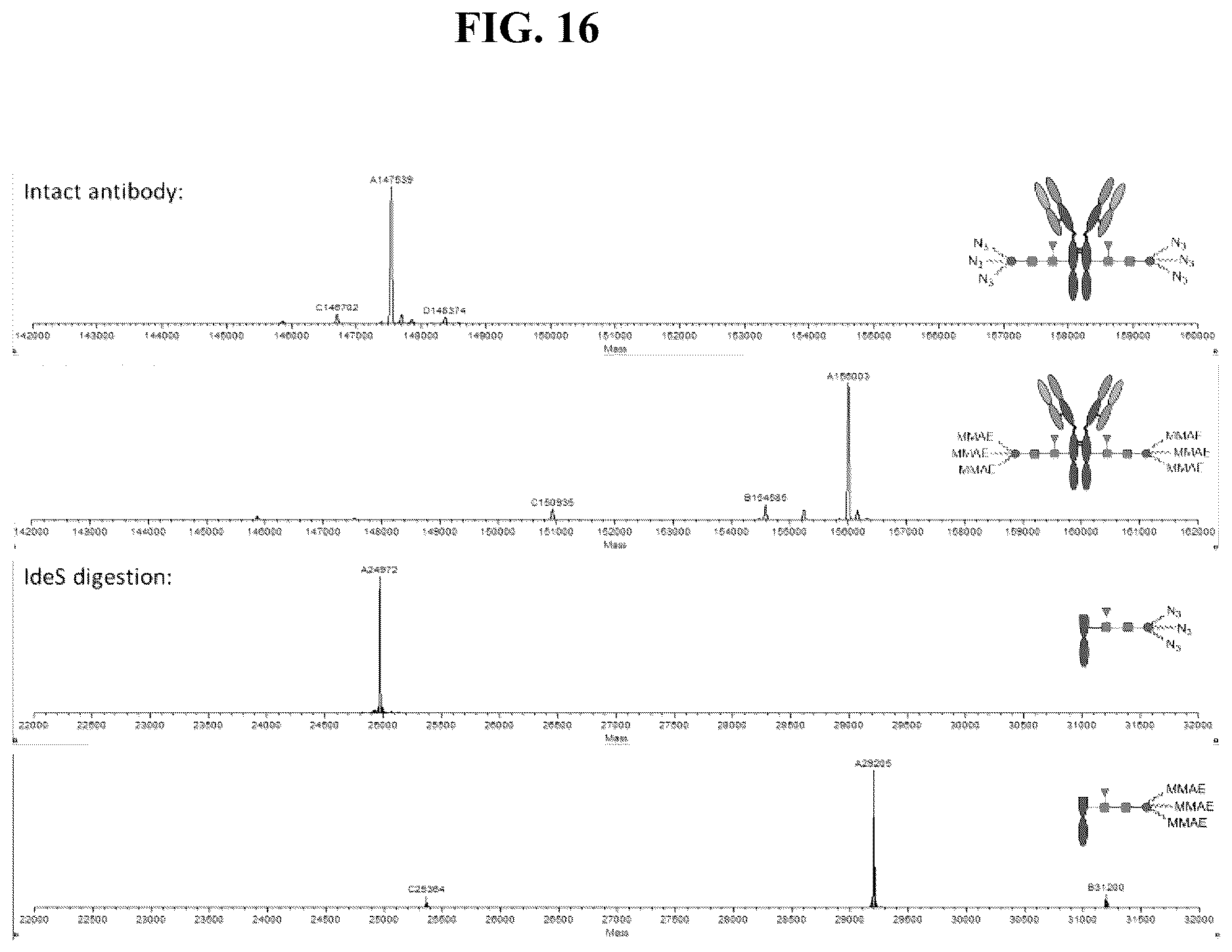 Patent US12139509 Figure 16 – Fc glycan remodeling platform method for site-specific antibody conjugation and applications thereof