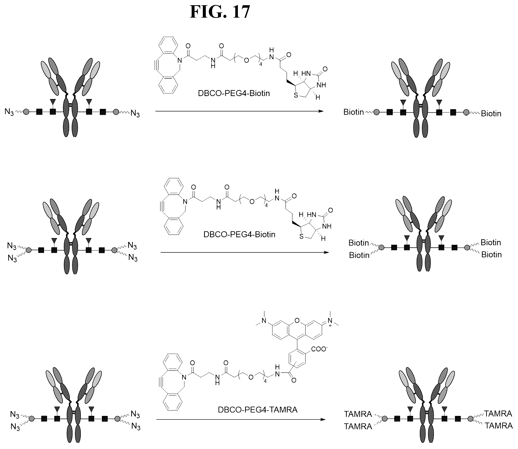 Patent US12139509 Figure 17 – Fc glycan remodeling platform method for site-specific antibody conjugation and applications thereof