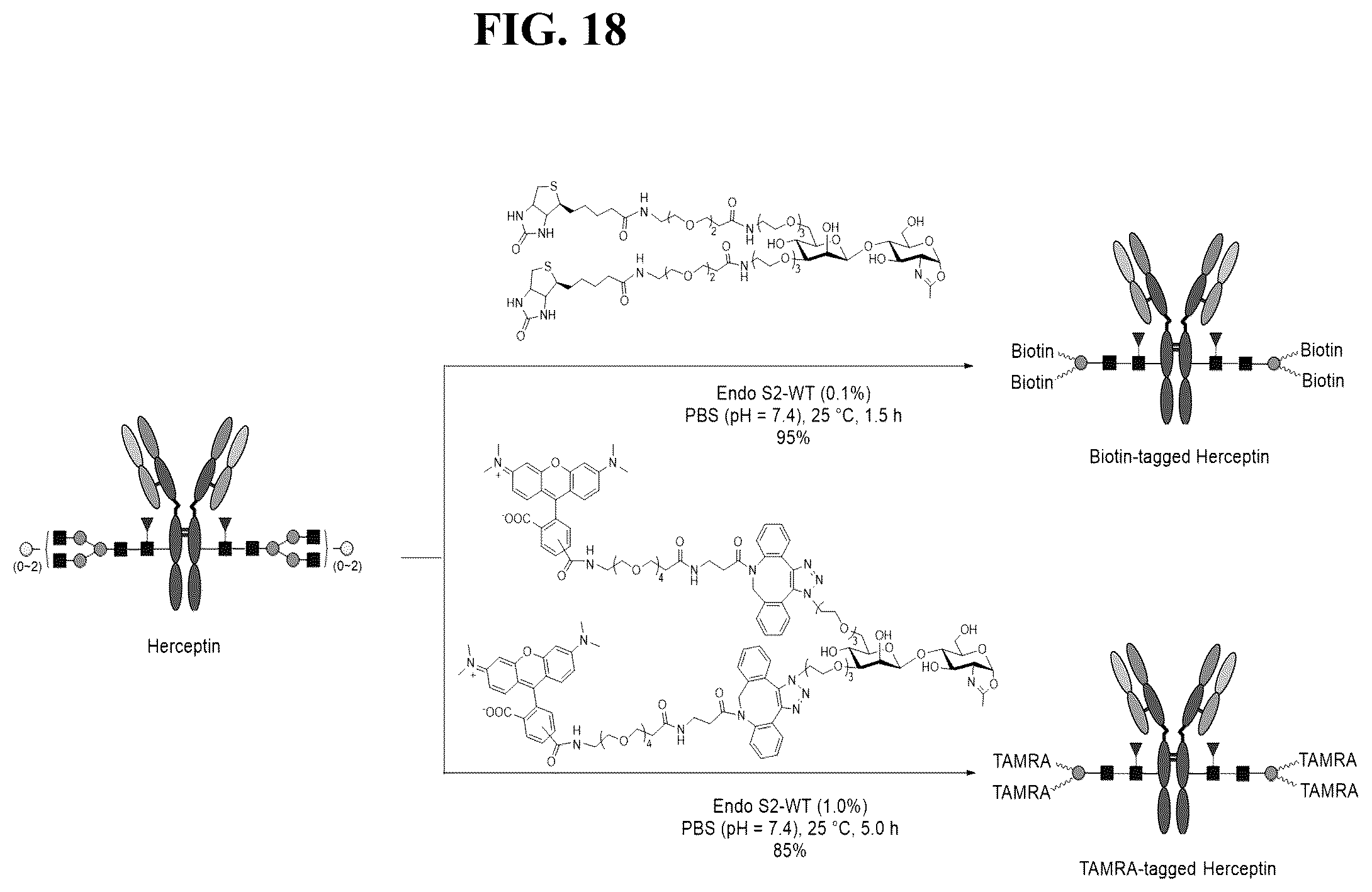 Patent US12139509 Figure 18 – Fc glycan remodeling platform method for site-specific antibody conjugation and applications thereof
