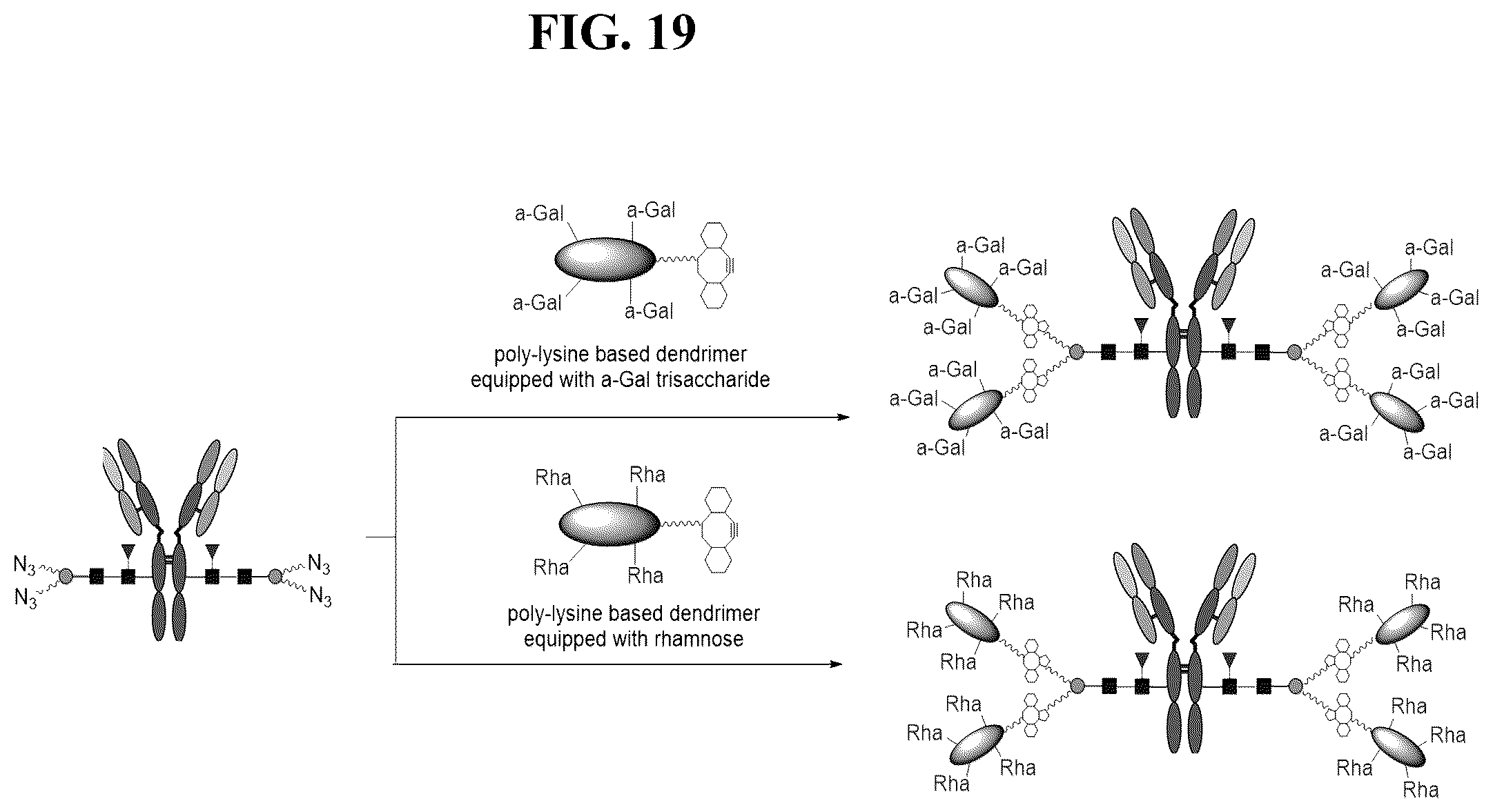Patent US12139509 Figure 19 – Fc glycan remodeling platform method for site-specific antibody conjugation and applications thereof