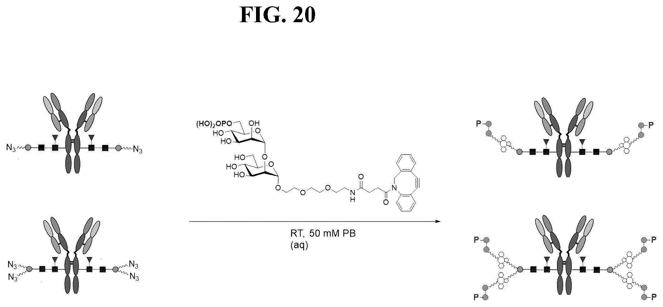 Patent US12139509 Figure 20 – Fc glycan remodeling platform method for site-specific antibody conjugation and applications thereof