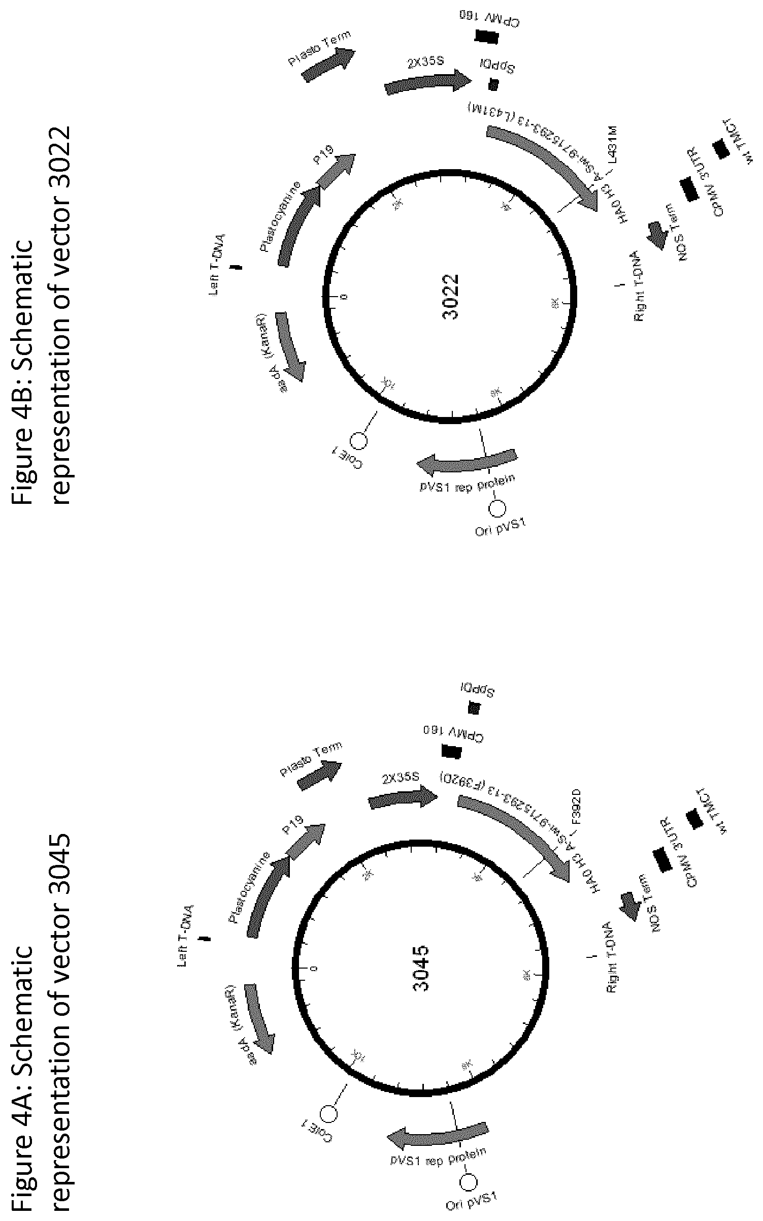 Patent US12139511 Figure 4 – Influenza virus hemagglutinin mutants