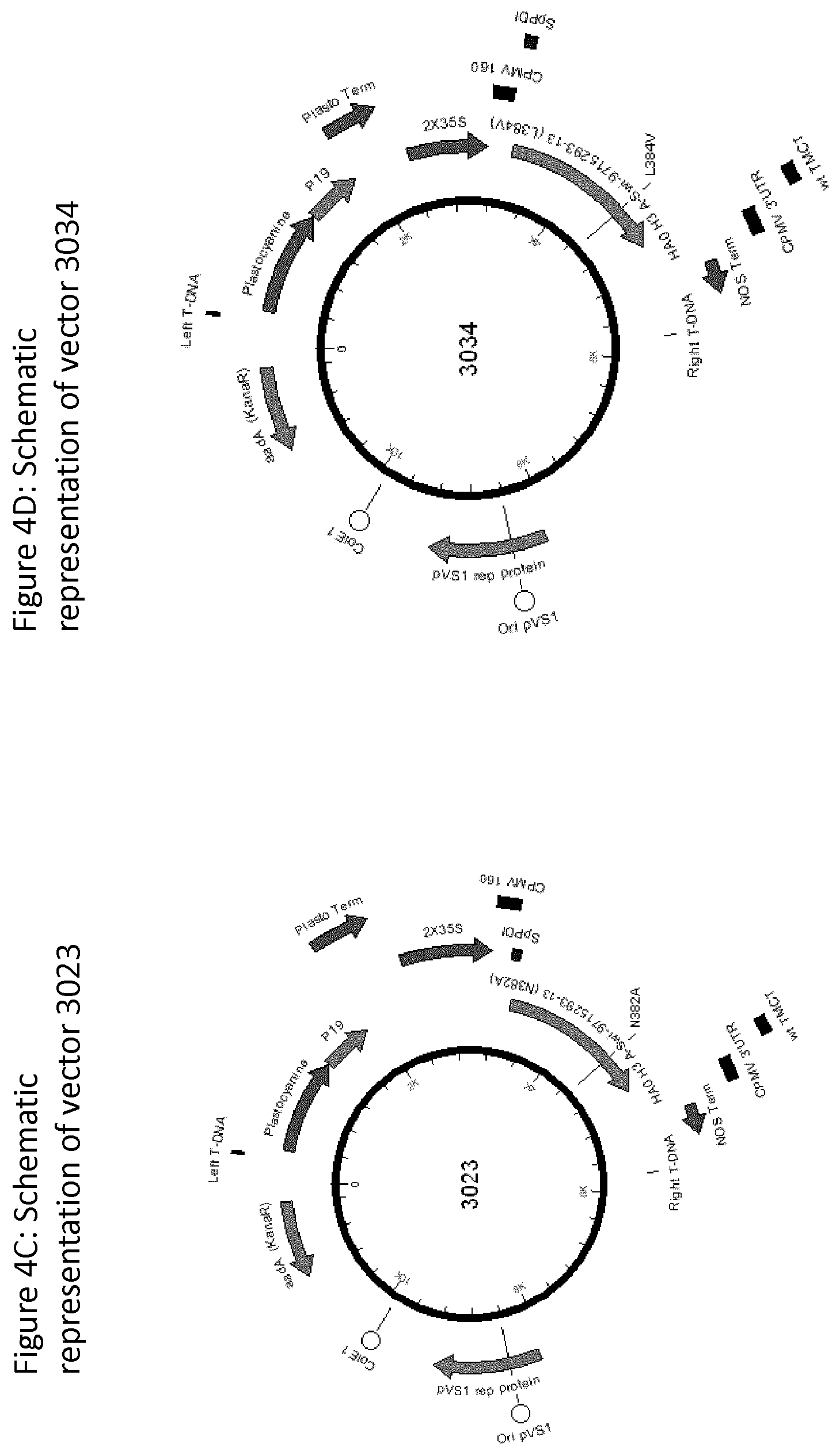 Patent US12139511 Figure 5 – Influenza virus hemagglutinin mutants