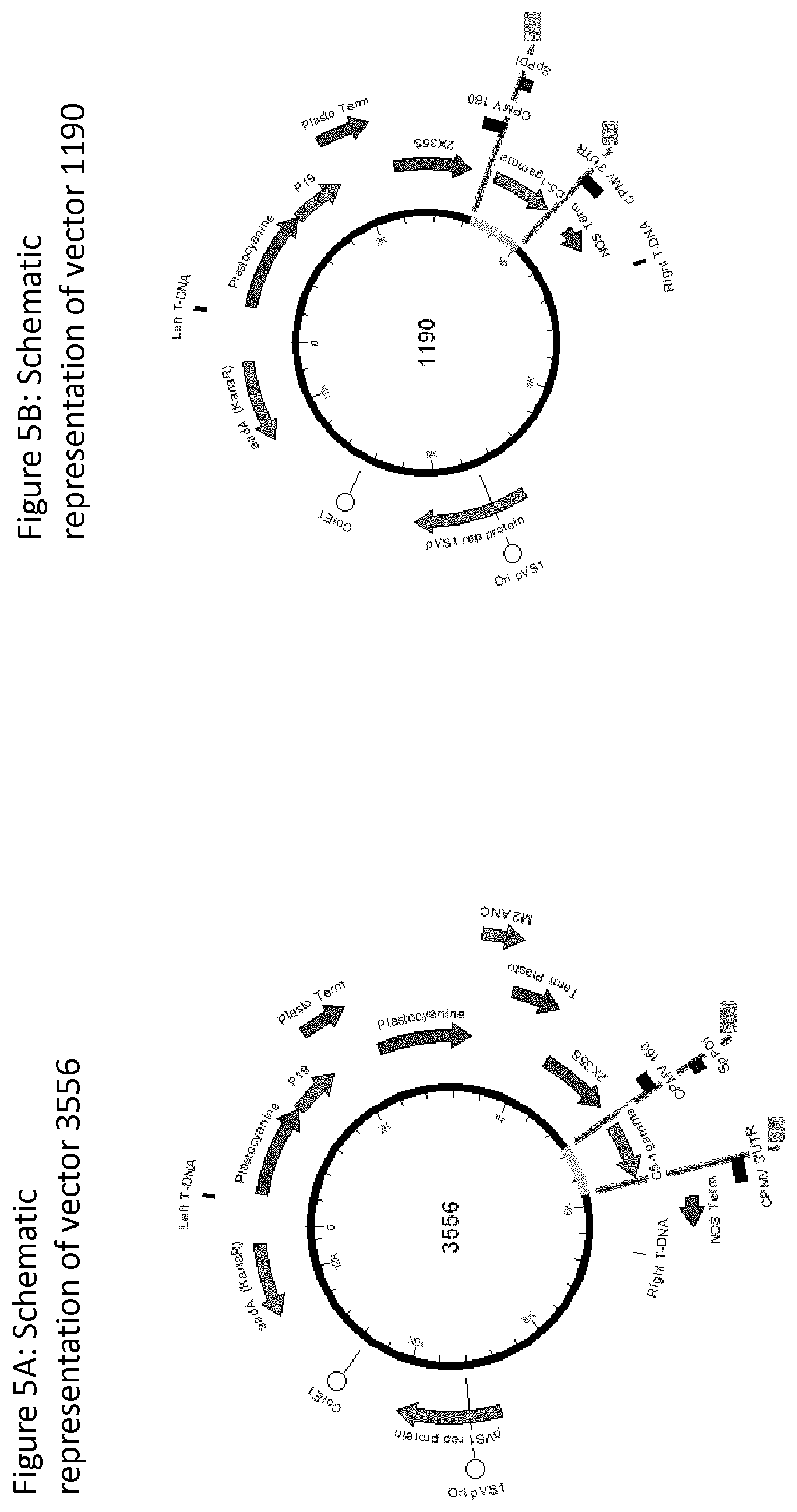 Patent US12139511 Figure 6 – Influenza virus hemagglutinin mutants