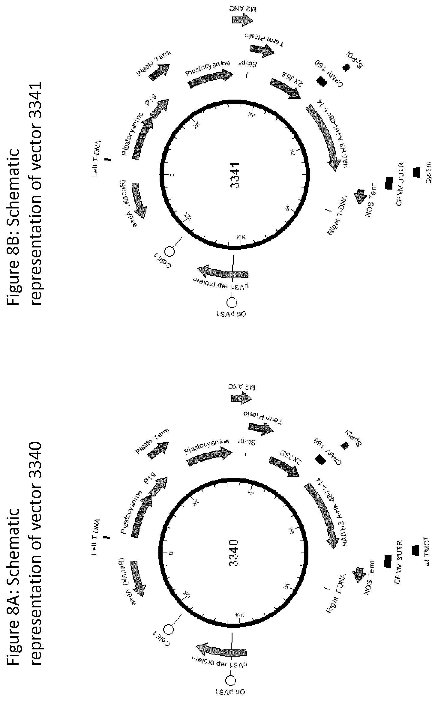 Patent US12139511 Figure 10 – Influenza virus hemagglutinin mutants