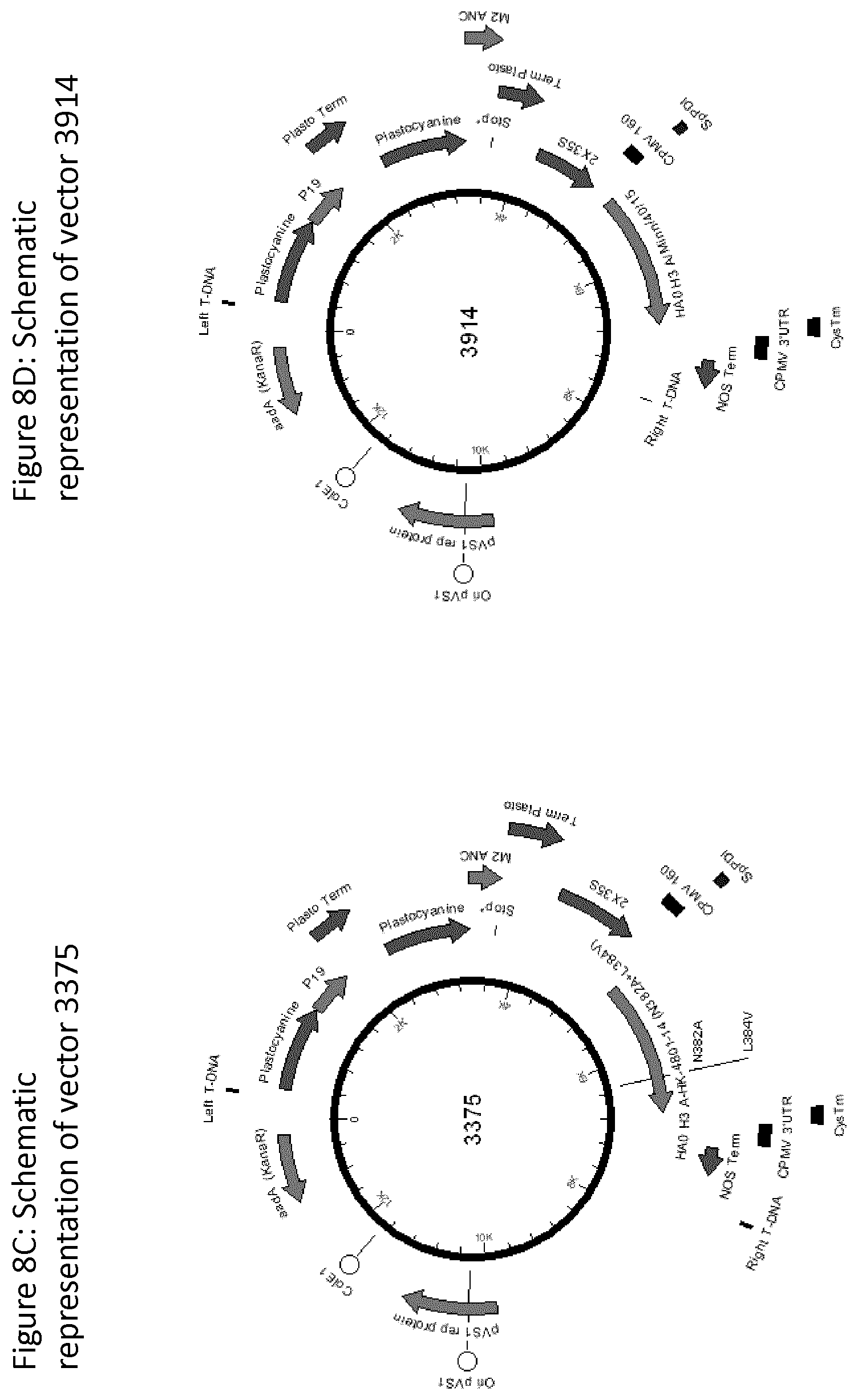 Patent US12139511 Figure 11 – Influenza virus hemagglutinin mutants