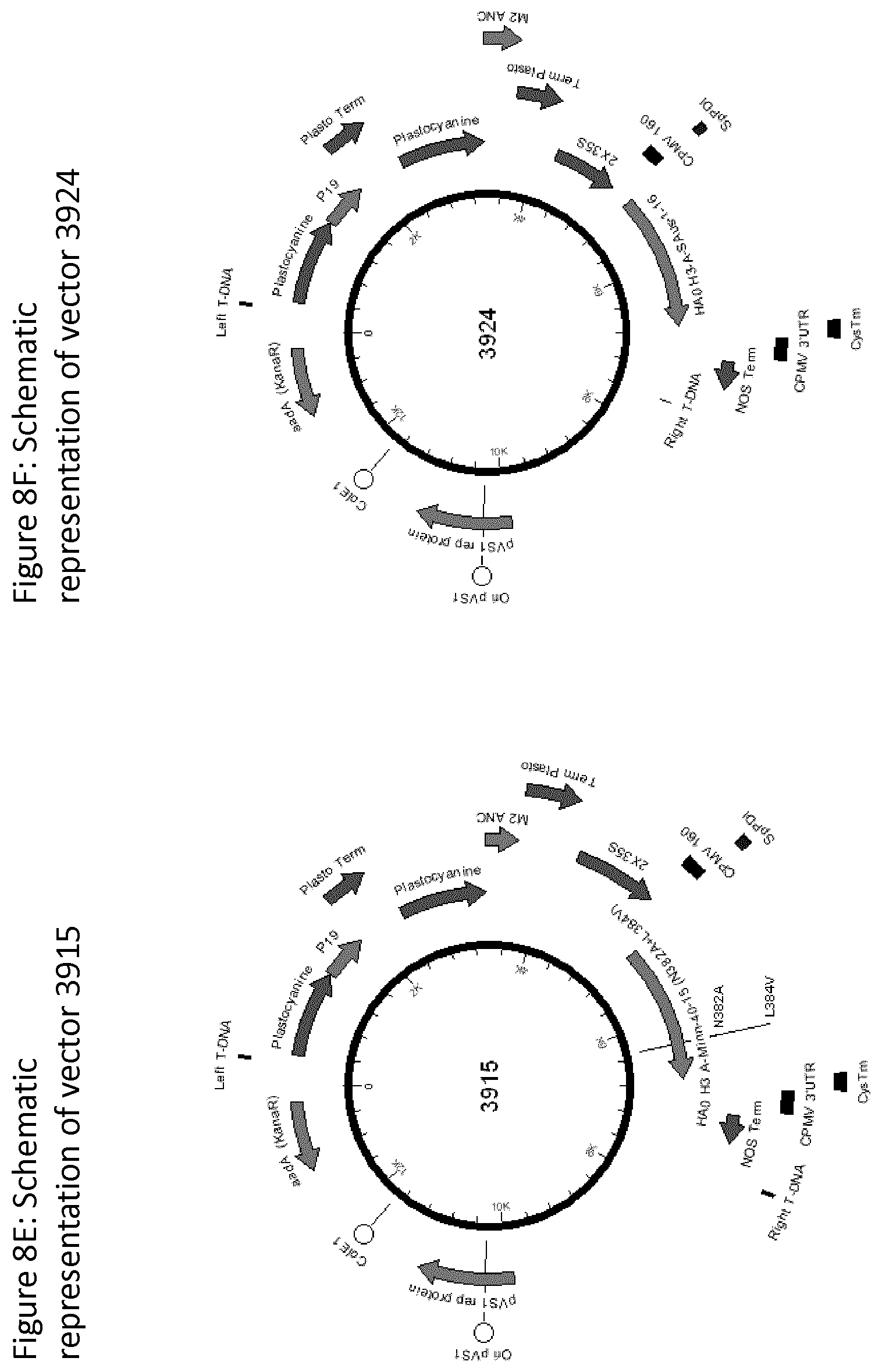 Patent US12139511 Figure 12 – Influenza virus hemagglutinin mutants