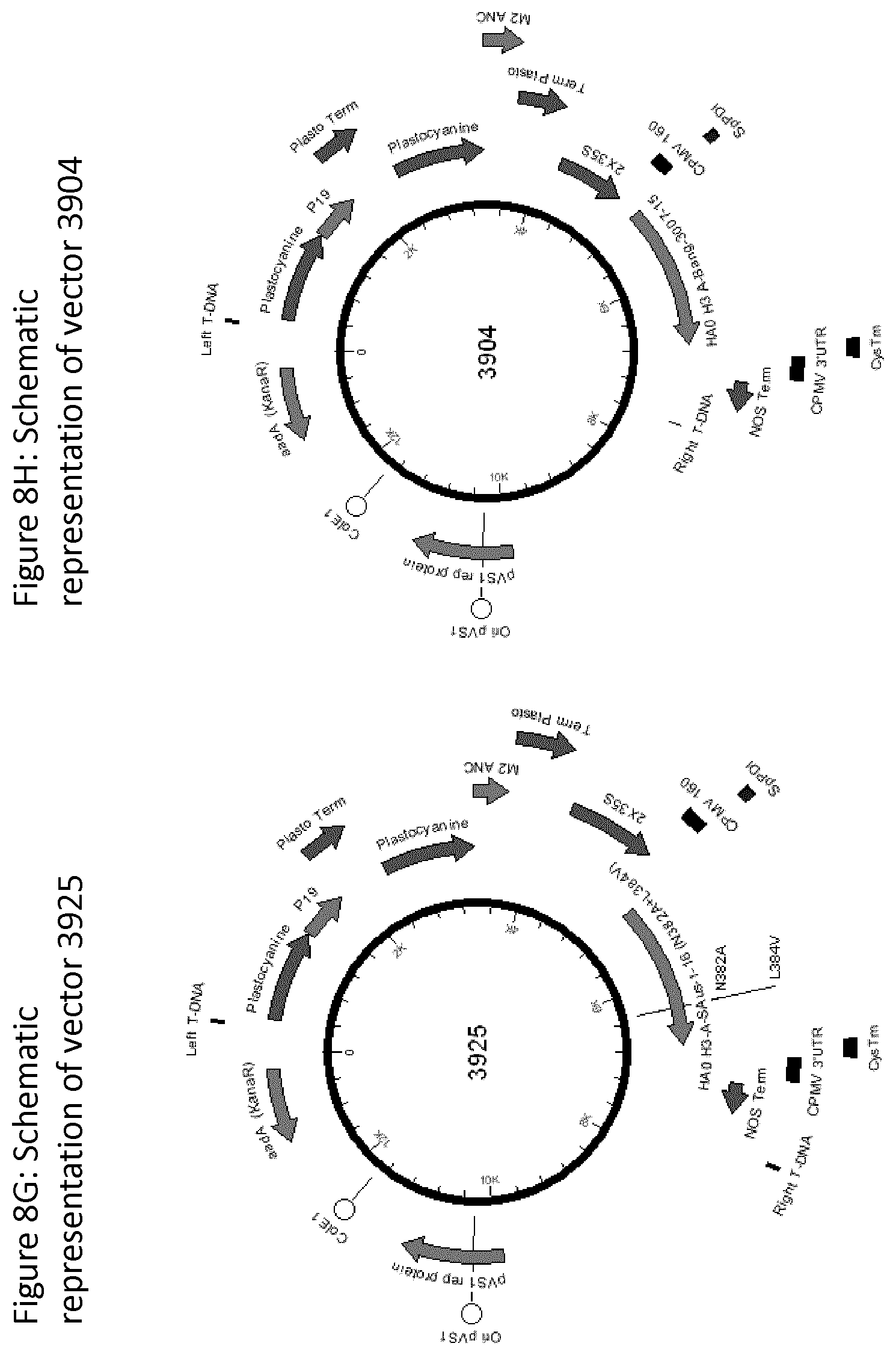 Patent US12139511 Figure 13 – Influenza virus hemagglutinin mutants