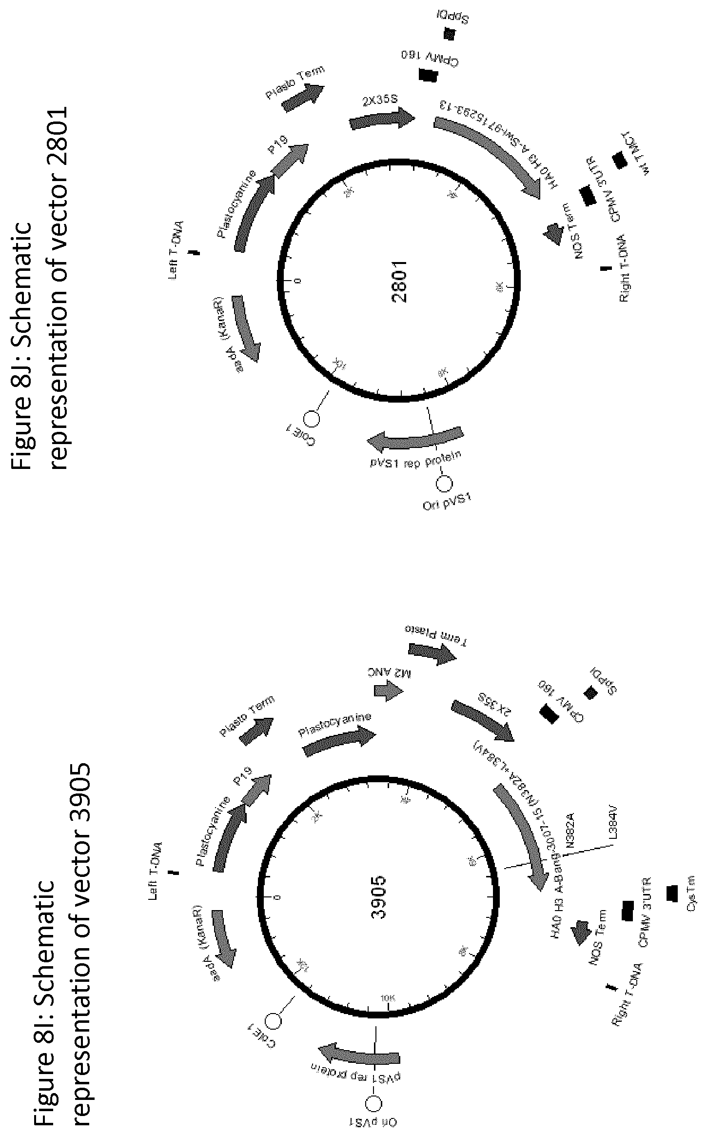 Patent US12139511 Figure 14 – Influenza virus hemagglutinin mutants
