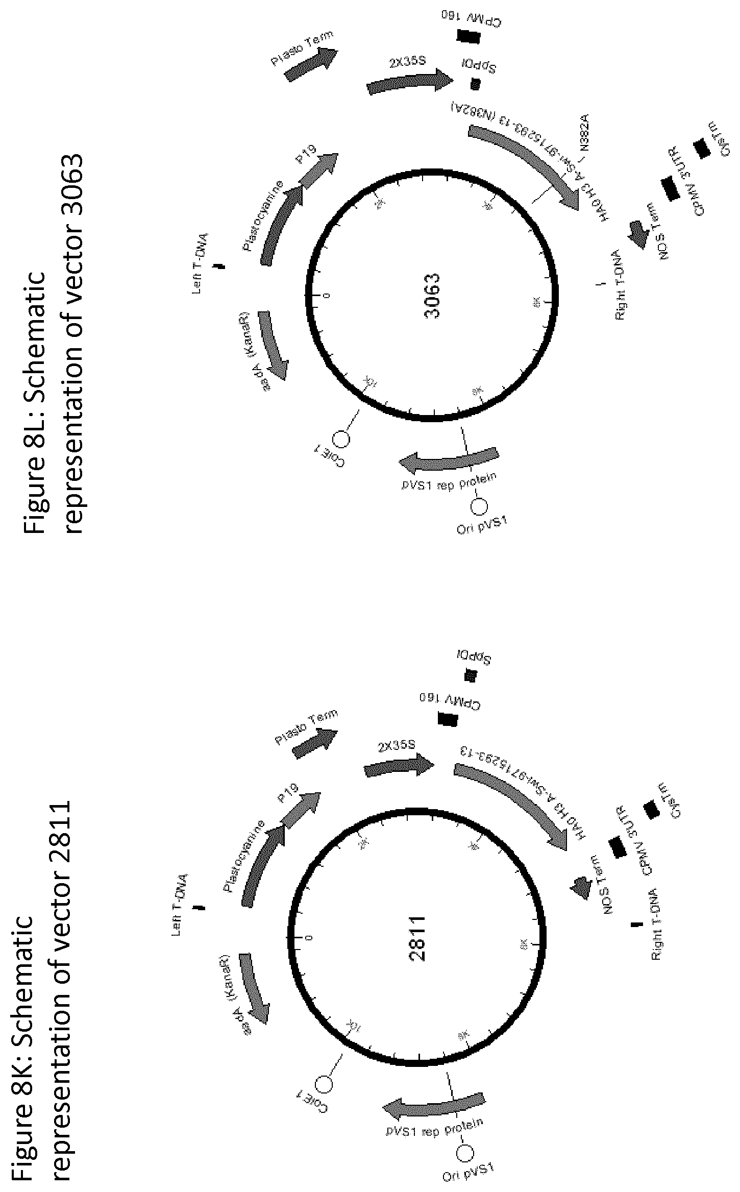 Patent US12139511 Figure 15 – Influenza virus hemagglutinin mutants