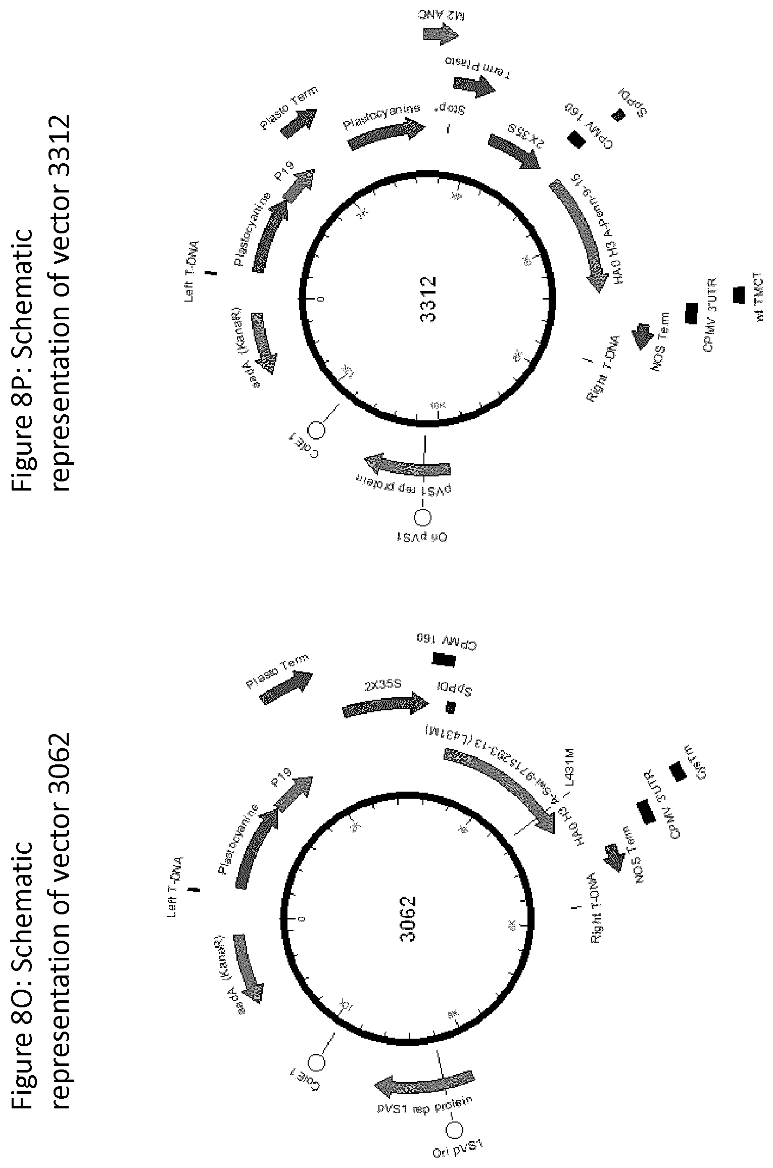 Patent US12139511 Figure 17 – Influenza virus hemagglutinin mutants