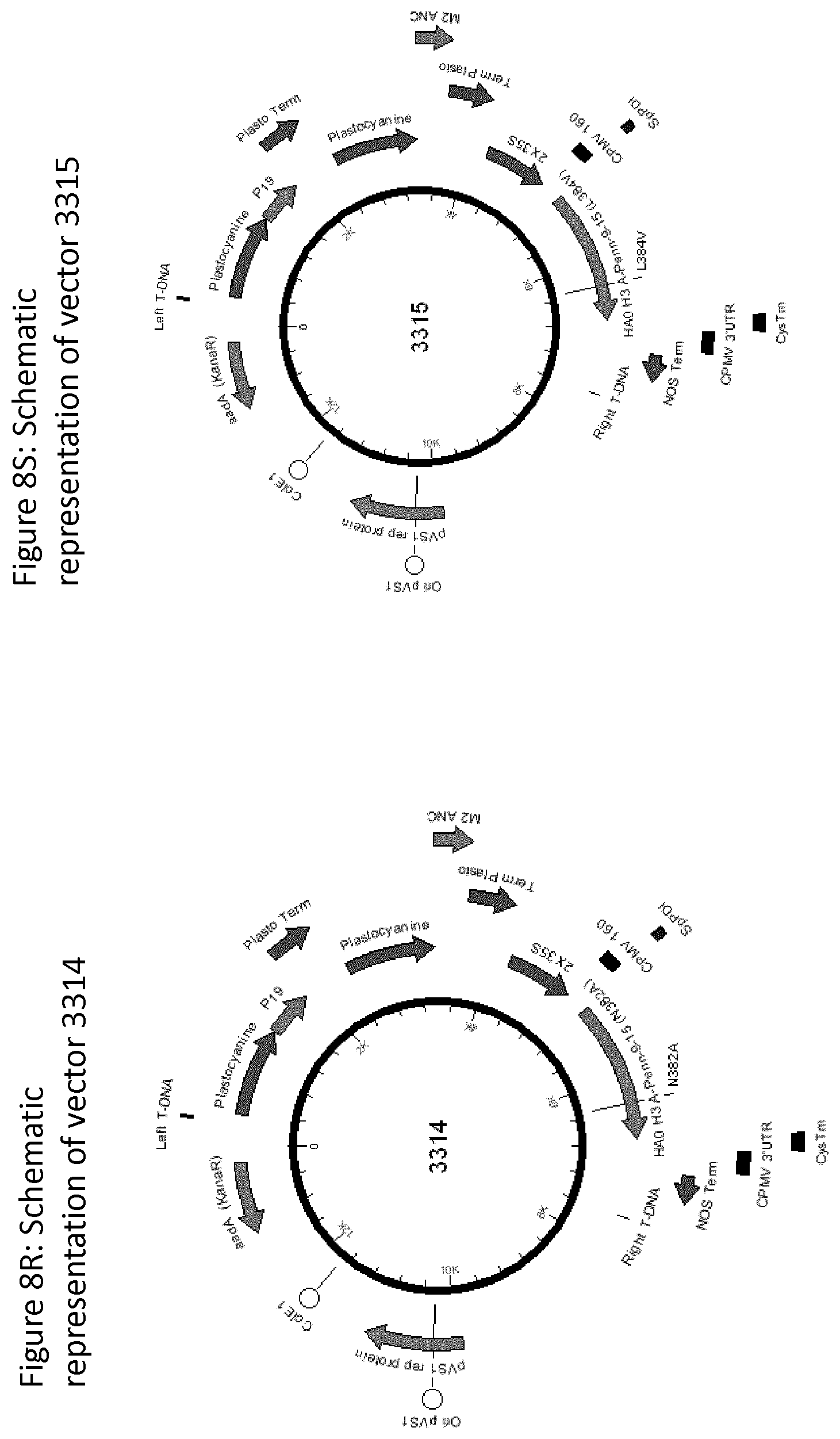 Patent US12139511 Figure 19 – Influenza virus hemagglutinin mutants