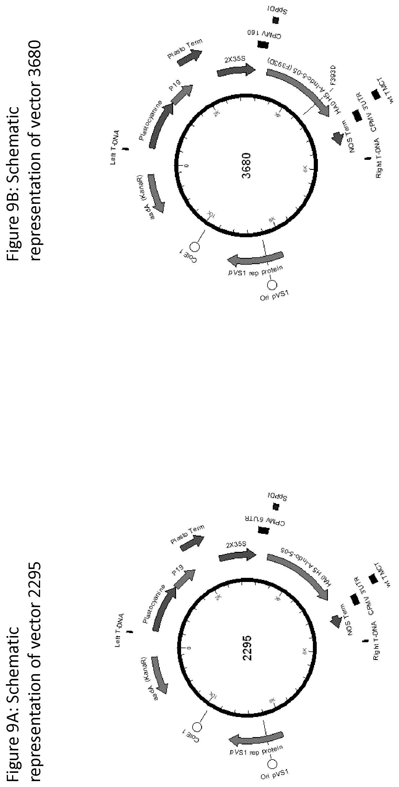 Patent US12139511 Figure 20 – Influenza virus hemagglutinin mutants