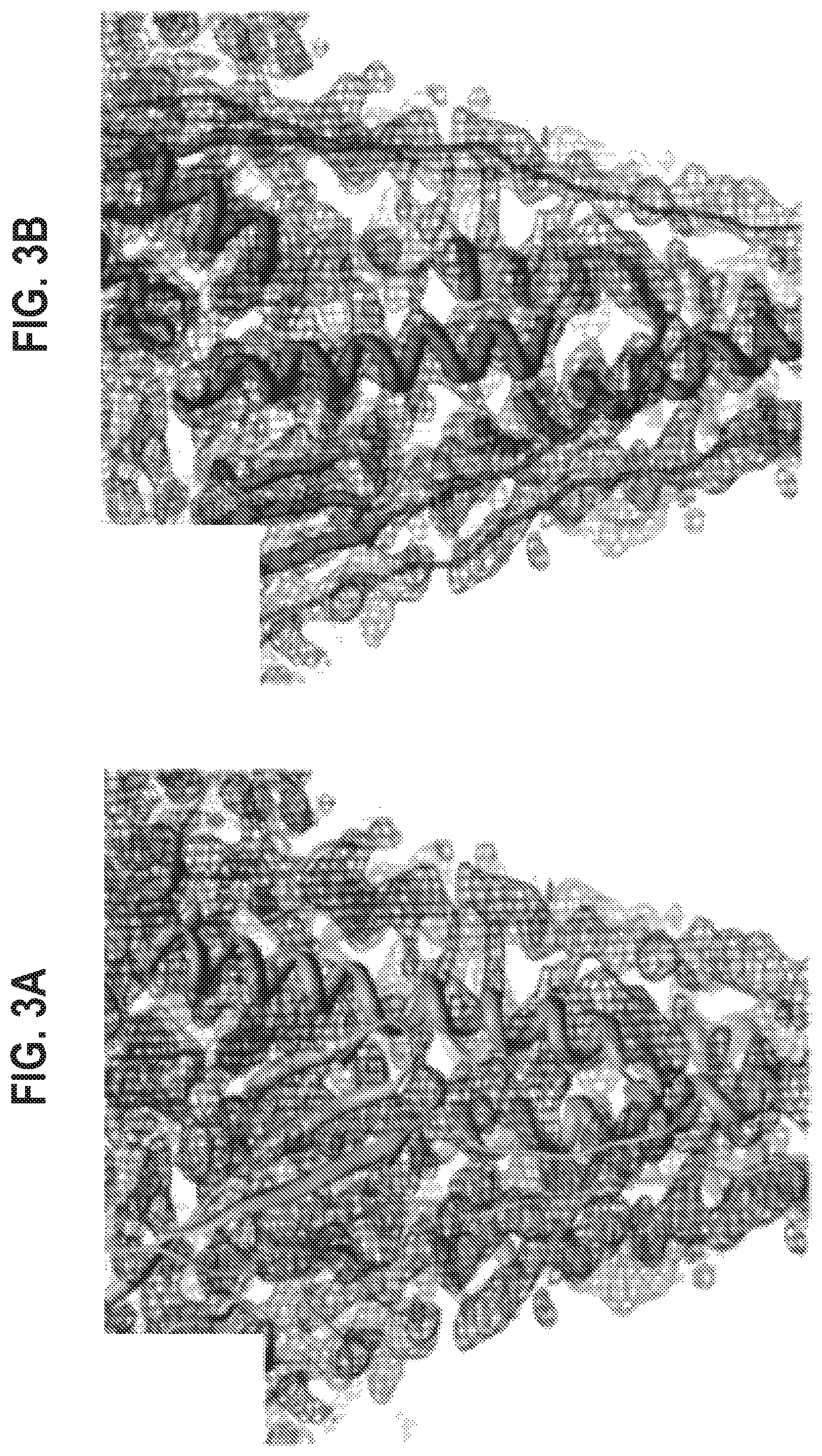 Patent US12139512 Figure 5 – Pre-fusion RSV F antigens