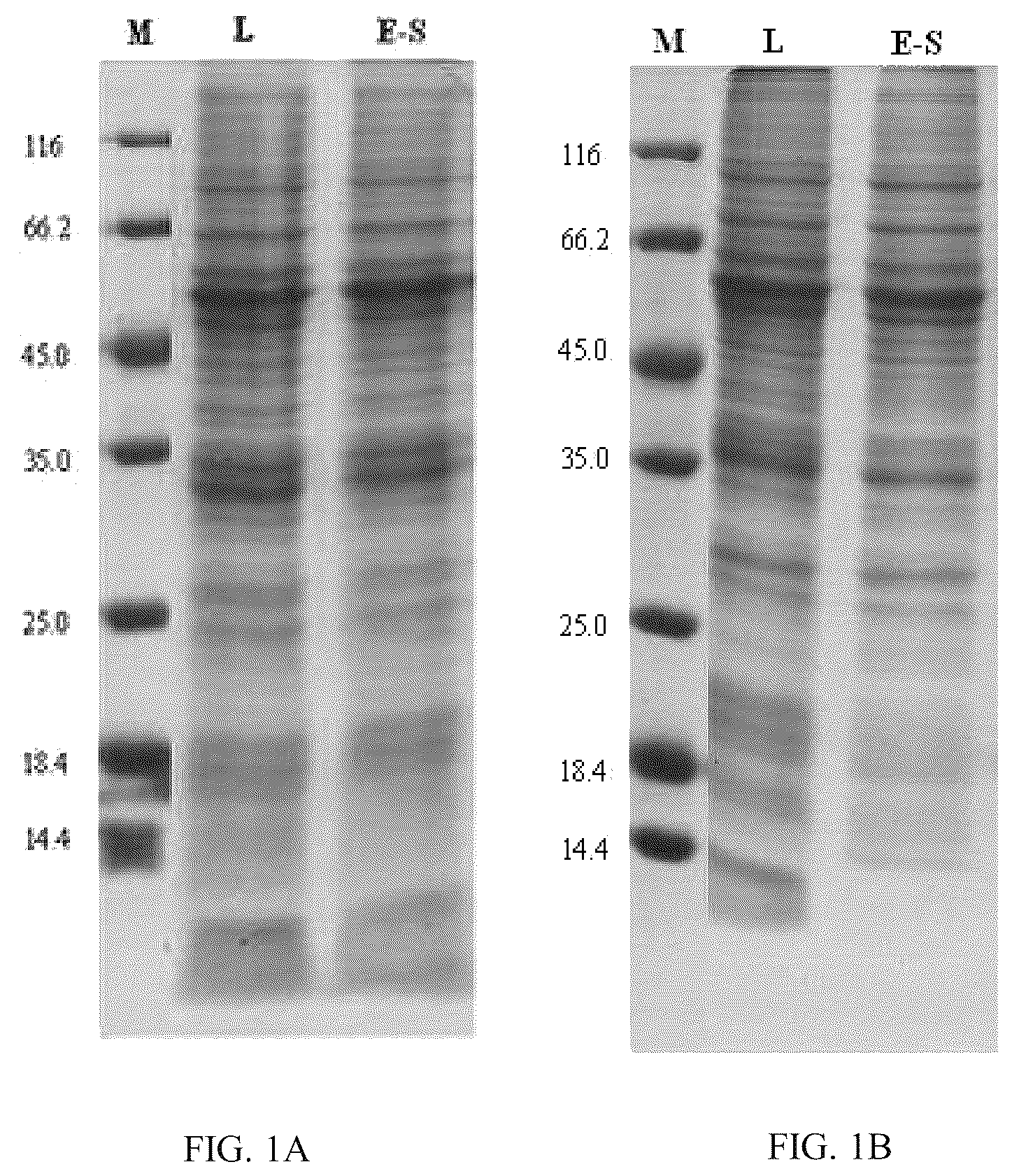 Patent US12139514 Figure 1 – Chimeric papilloma virus L1 protein