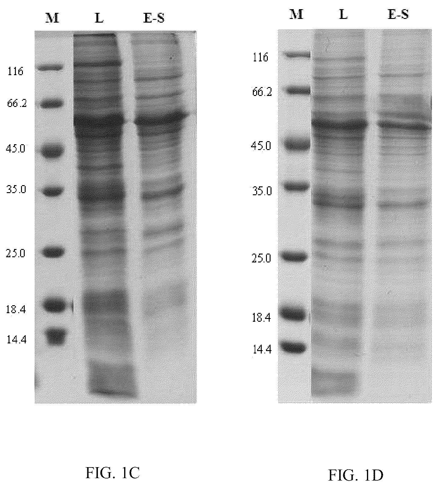 Patent US12139514 Figure 2 – Chimeric papilloma virus L1 protein