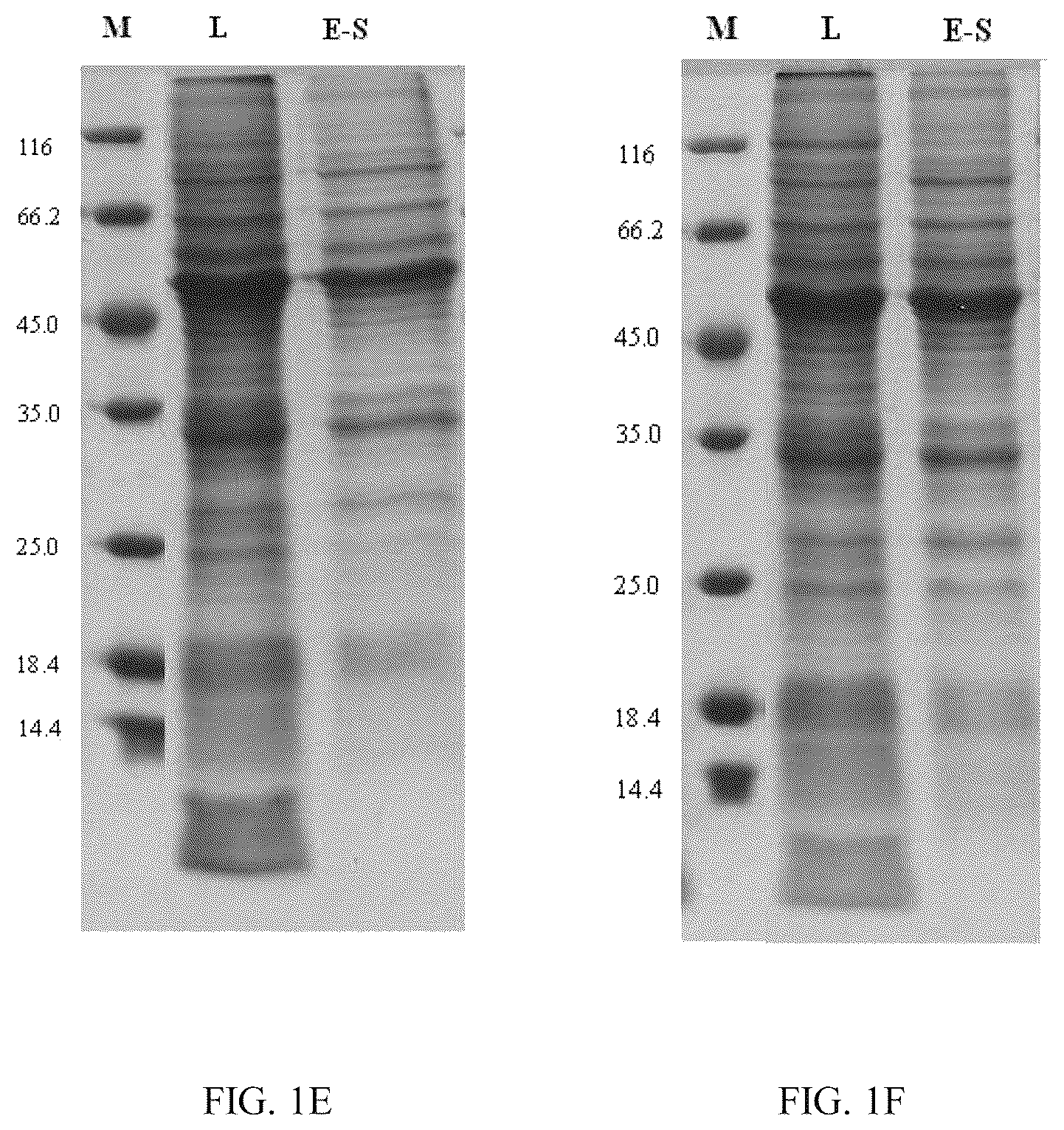 Patent US12139514 Figure 3 – Chimeric papilloma virus L1 protein