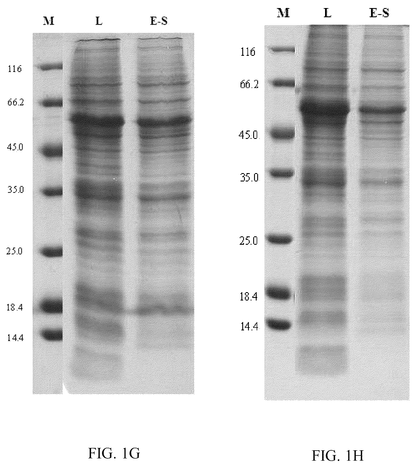 Patent US12139514 Figure 4 – Chimeric papilloma virus L1 protein