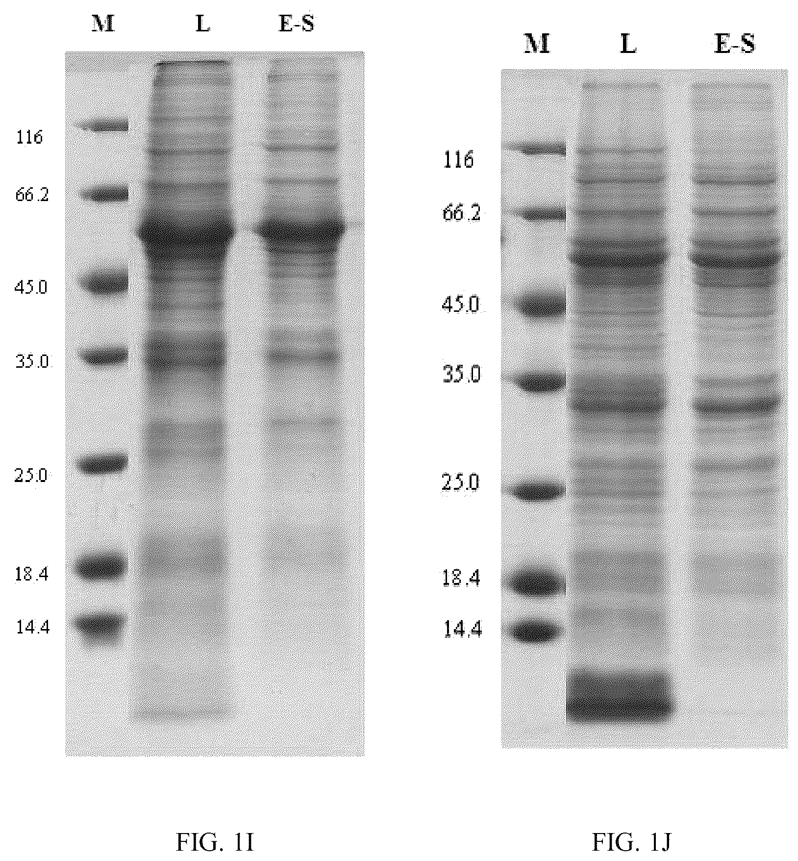 Patent US12139514 Figure 5 – Chimeric papilloma virus L1 protein