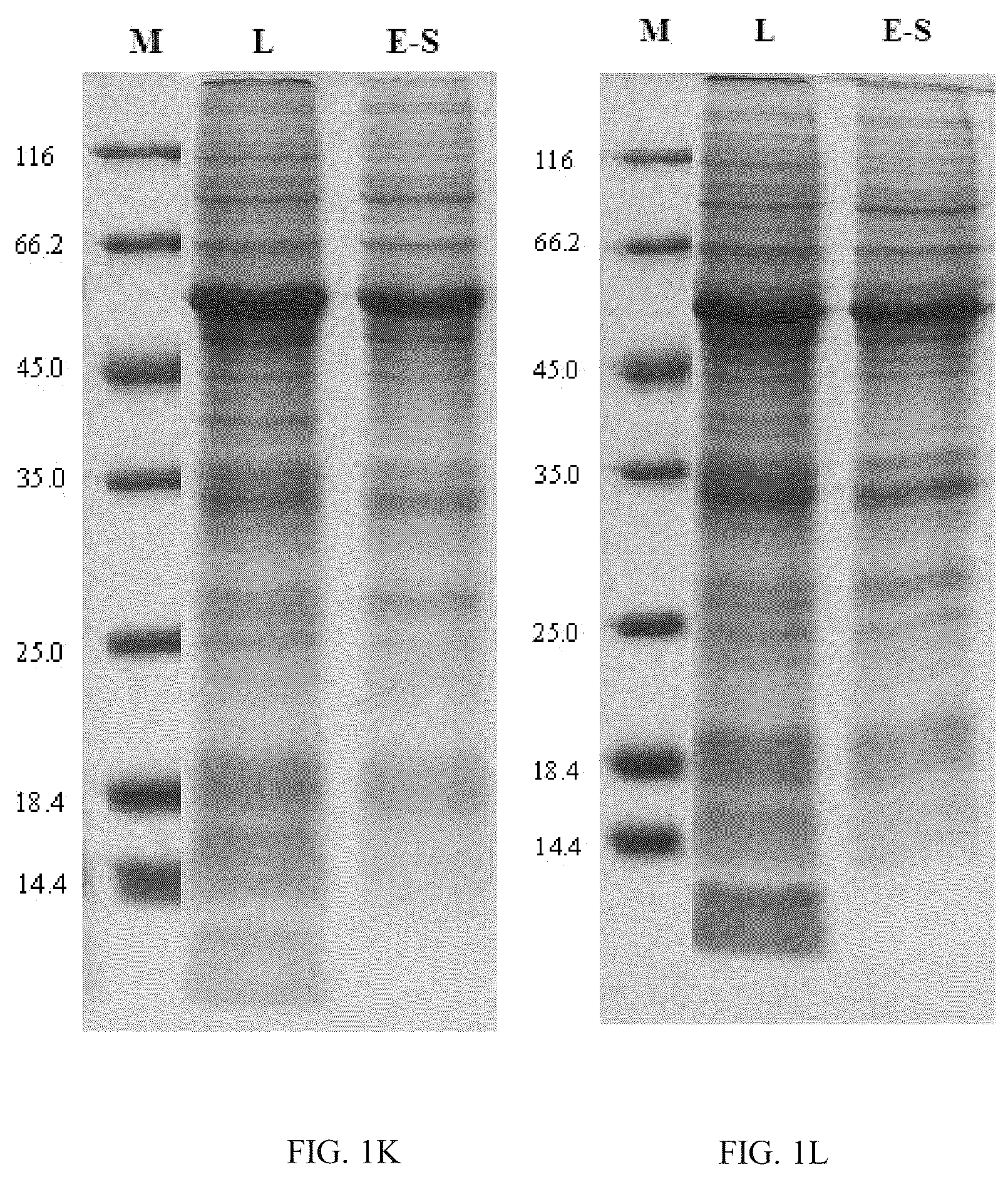 Patent US12139514 Figure 6 – Chimeric papilloma virus L1 protein