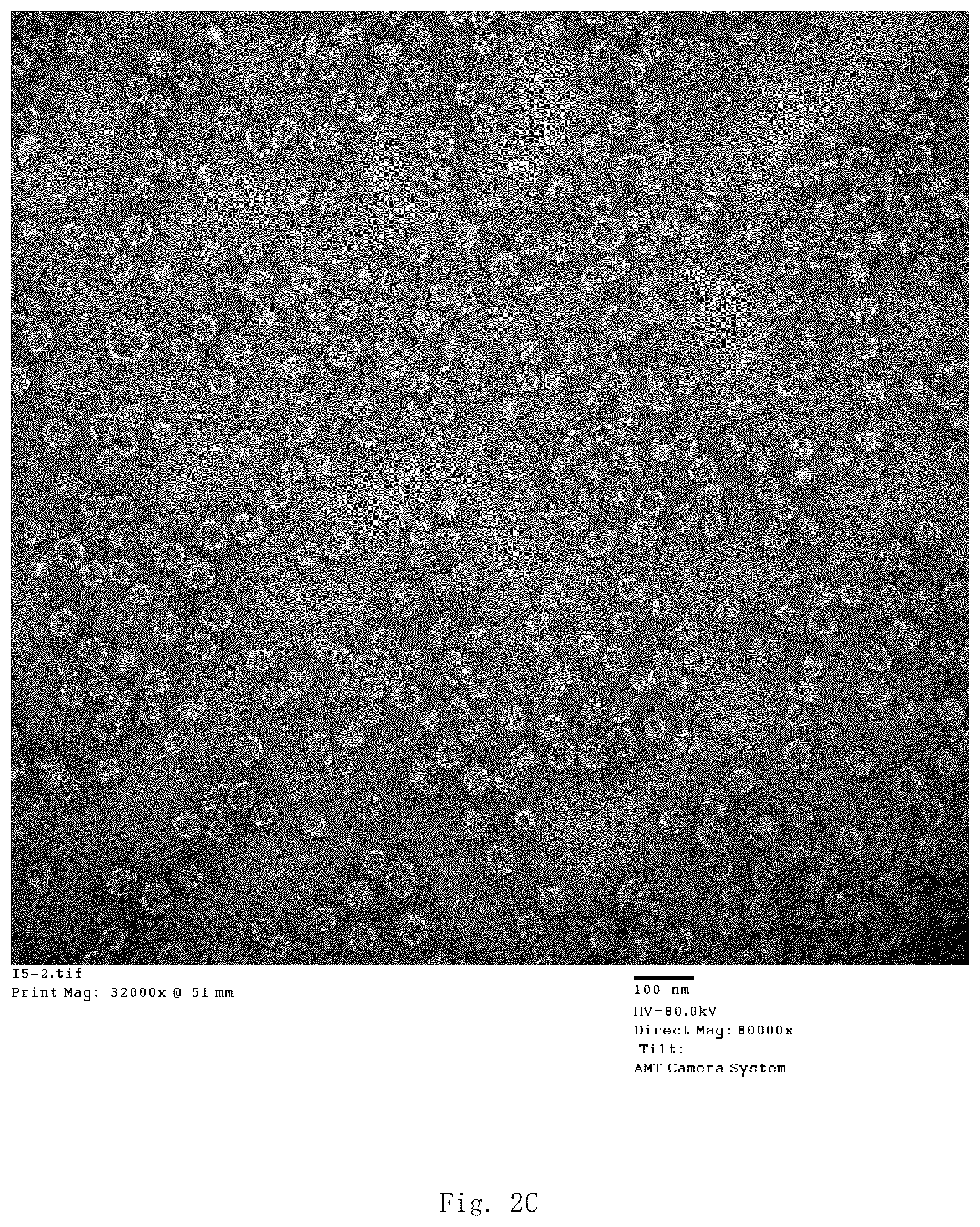 Patent US12139514 Figure 9 – Chimeric papilloma virus L1 protein