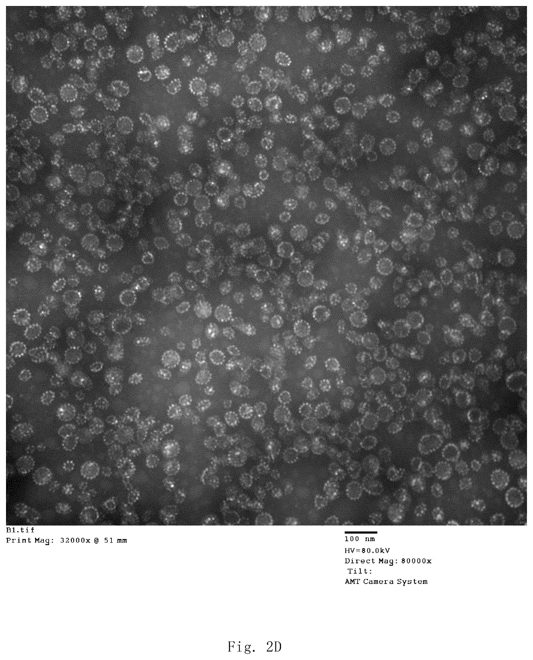 Patent US12139514 Figure 10 – Chimeric papilloma virus L1 protein