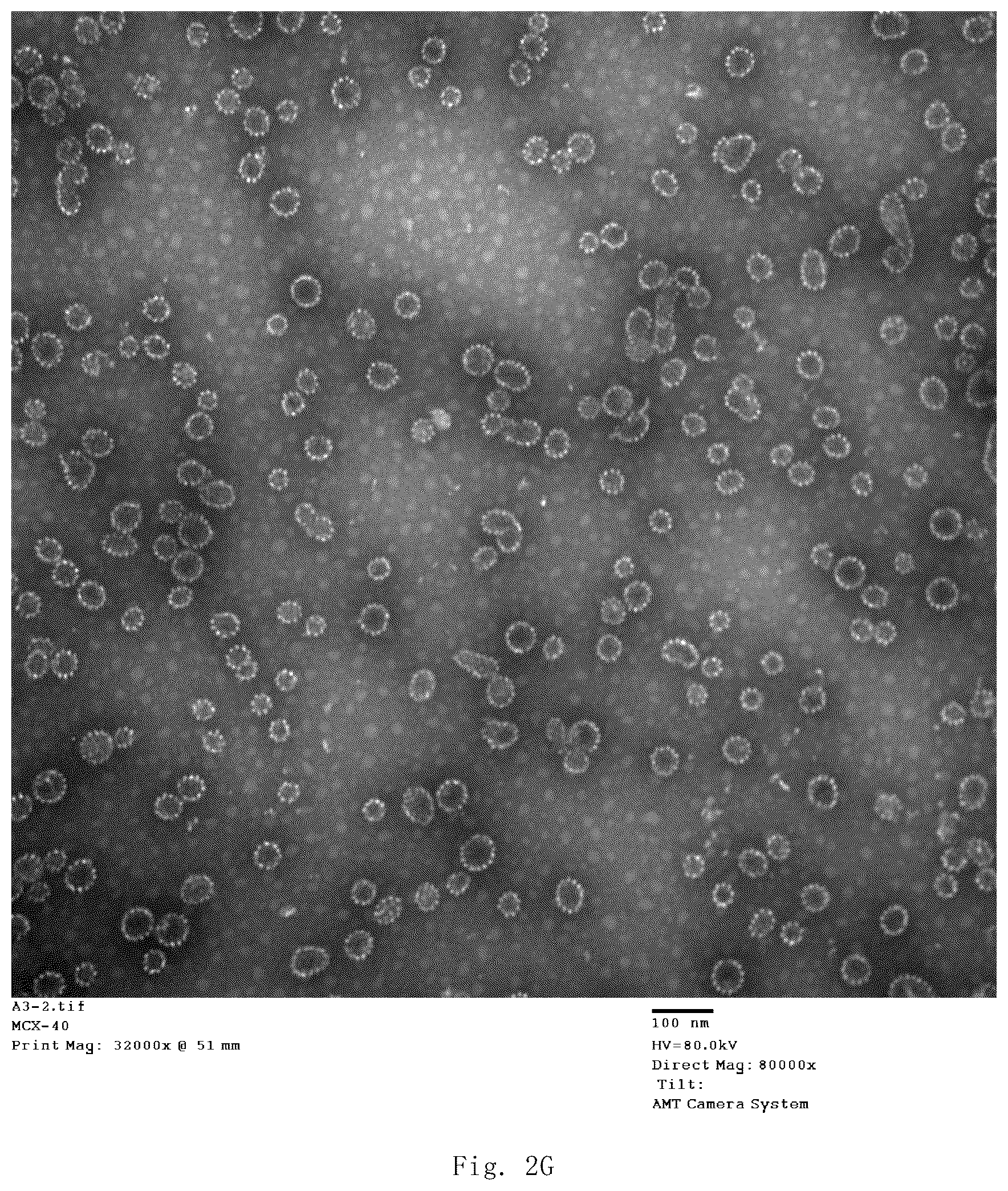 Patent US12139514 Figure 13 – Chimeric papilloma virus L1 protein