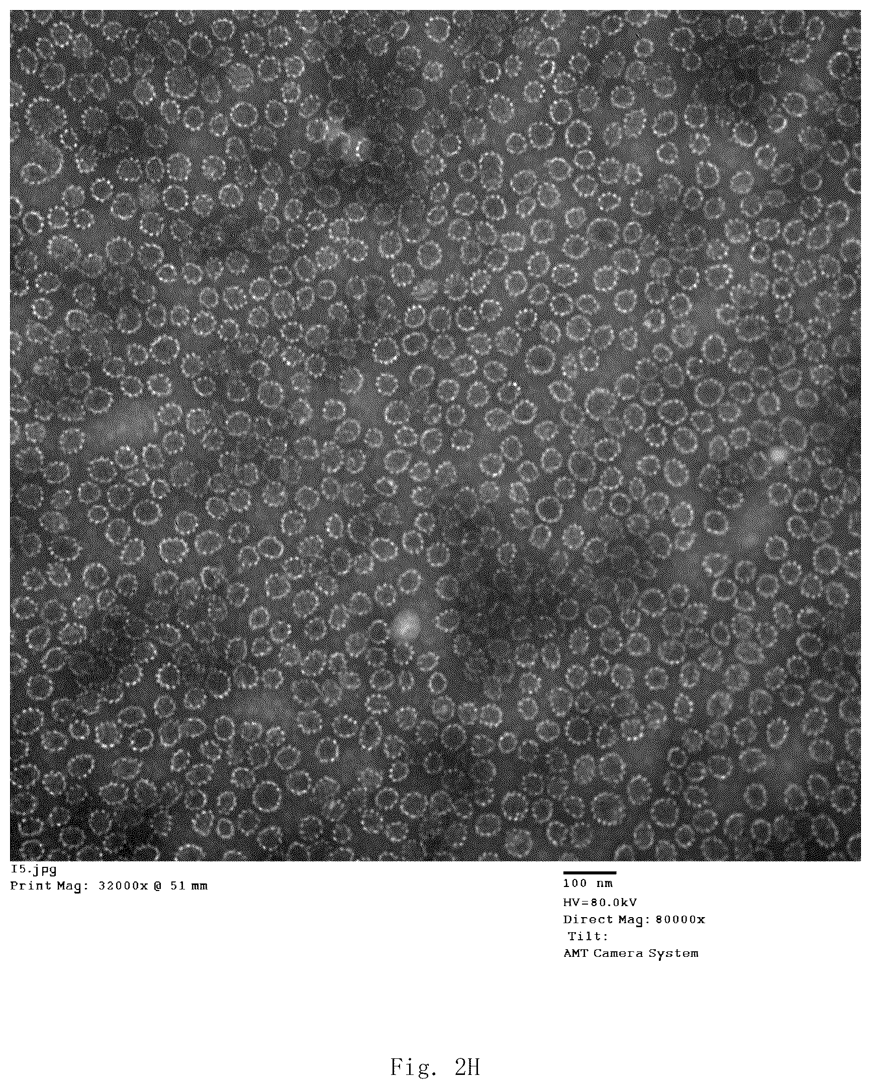 Patent US12139514 Figure 14 – Chimeric papilloma virus L1 protein