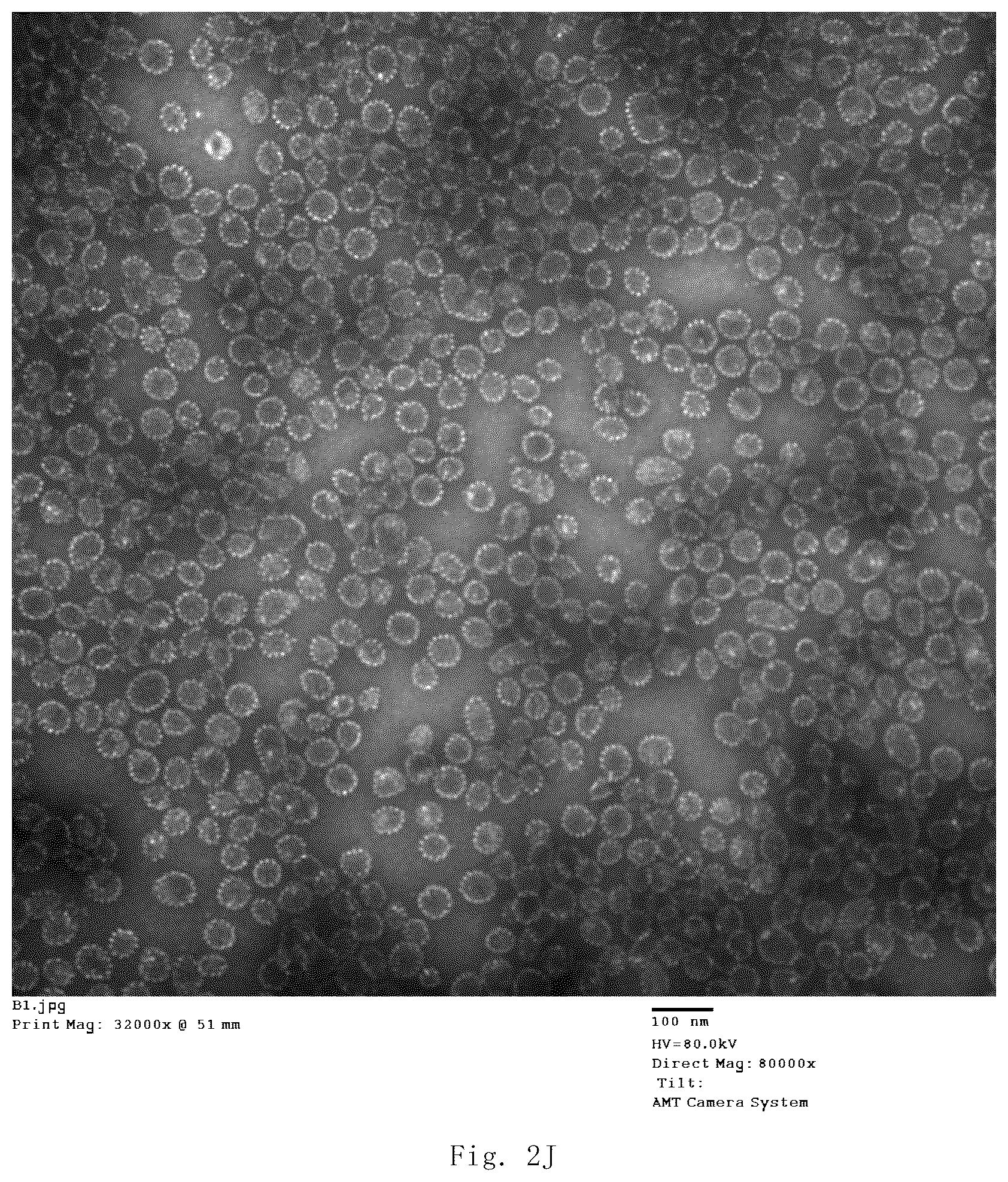 Patent US12139514 Figure 16 – Chimeric papilloma virus L1 protein