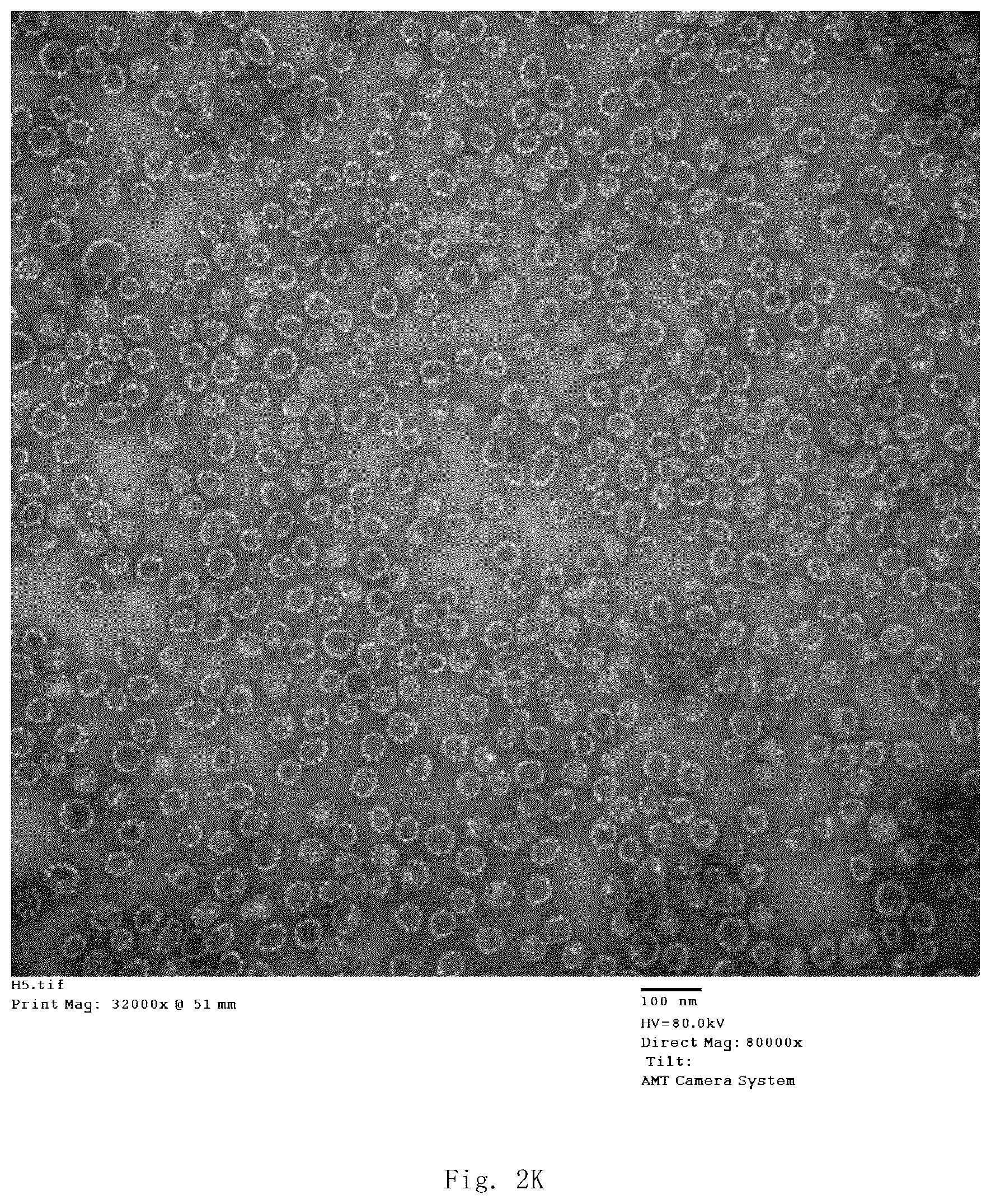 Patent US12139514 Figure 17 – Chimeric papilloma virus L1 protein