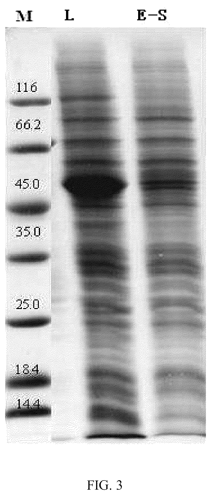 Patent US12139514 Figure 19 – Chimeric papilloma virus L1 protein