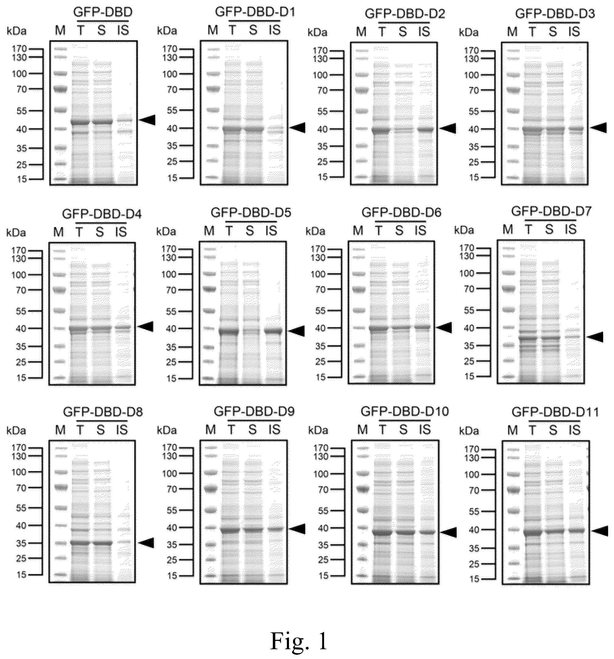 Patent US12139515 Figure 1 – Dextran affinity tag and use thereof