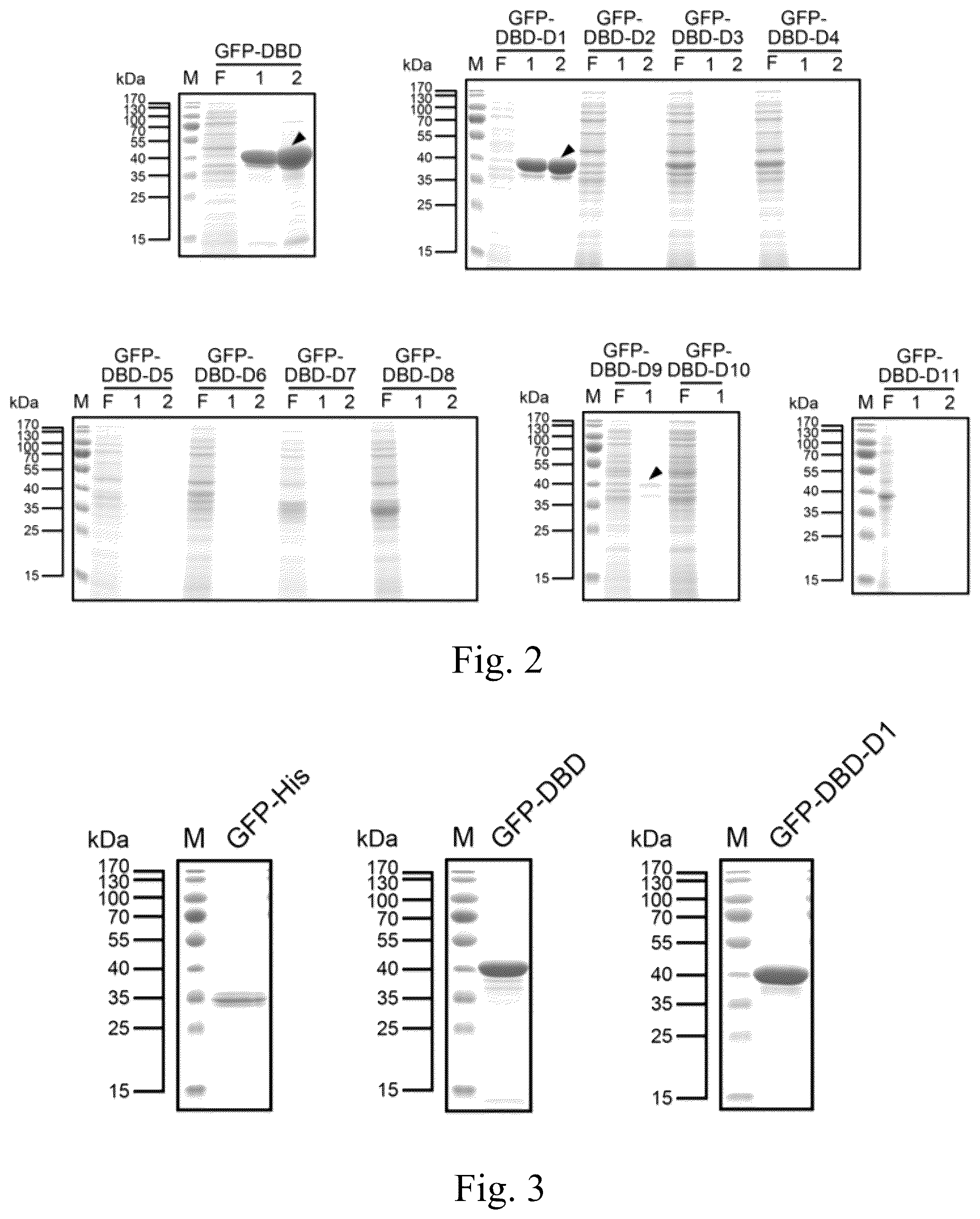 Patent US12139515 Figure 2 – Dextran affinity tag and use thereof