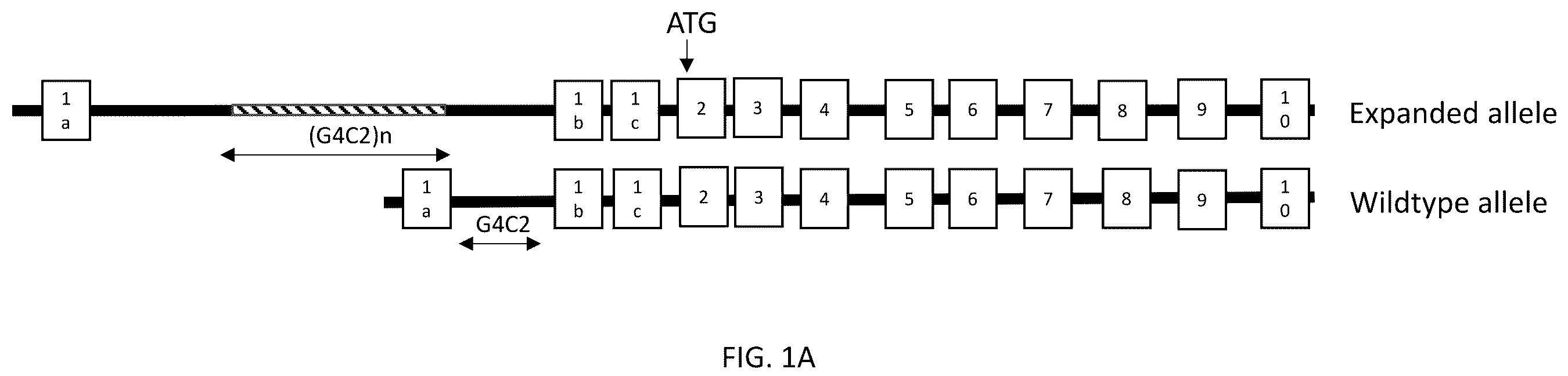 Patent US12139517 Figure 1 – Modulators of chromosome 9 open reading frame 72 gene expression and uses thereof