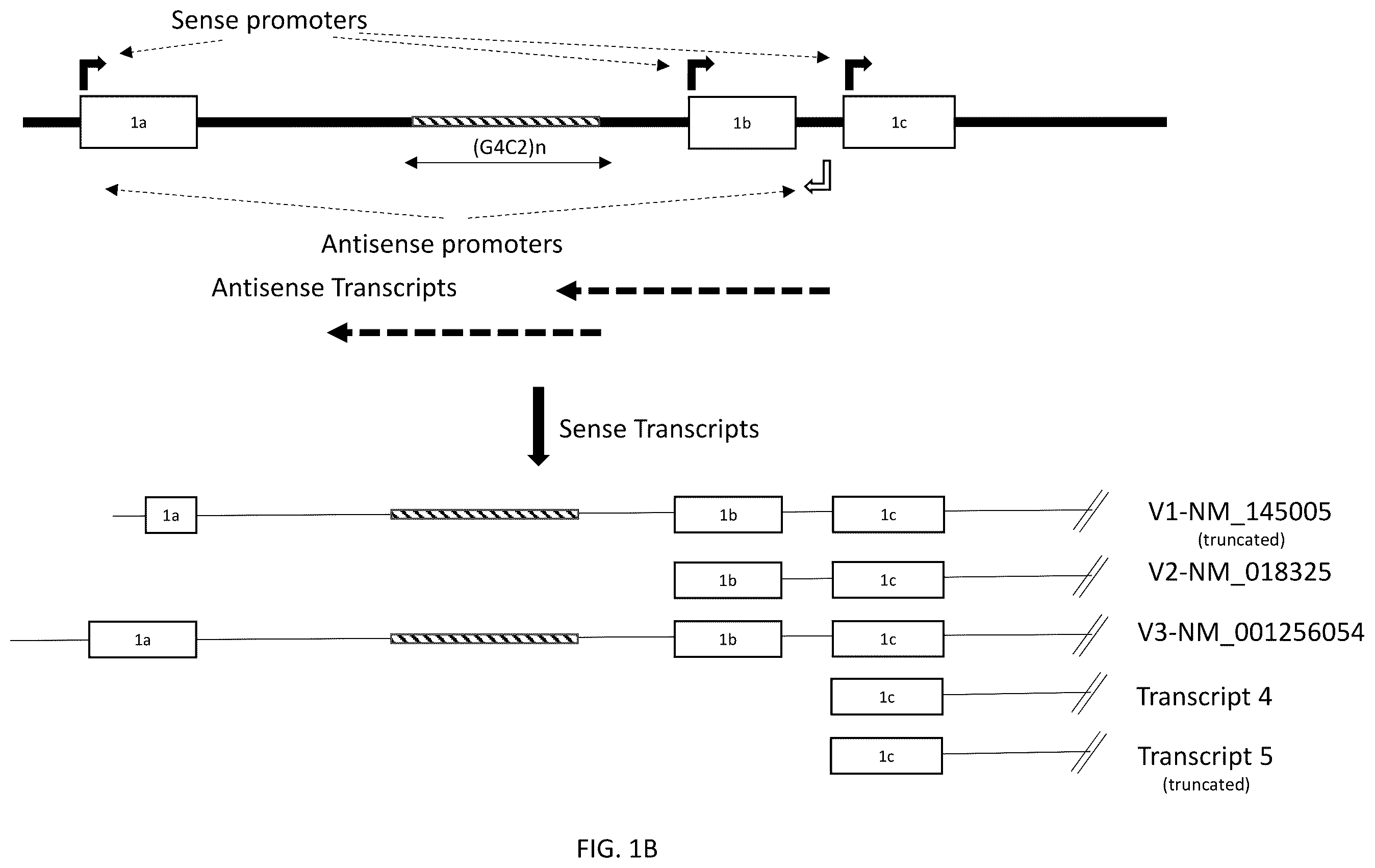 Patent US12139517 Figure 2 – Modulators of chromosome 9 open reading frame 72 gene expression and uses thereof