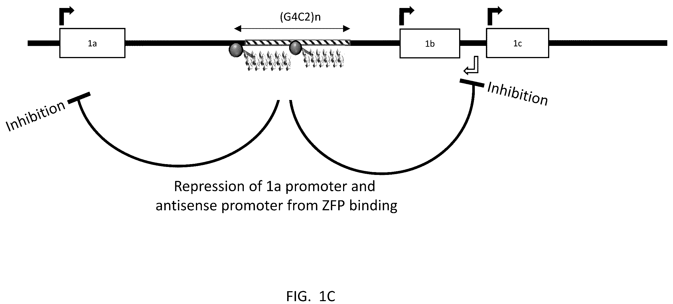 Patent US12139517 Figure 3 – Modulators of chromosome 9 open reading frame 72 gene expression and uses thereof