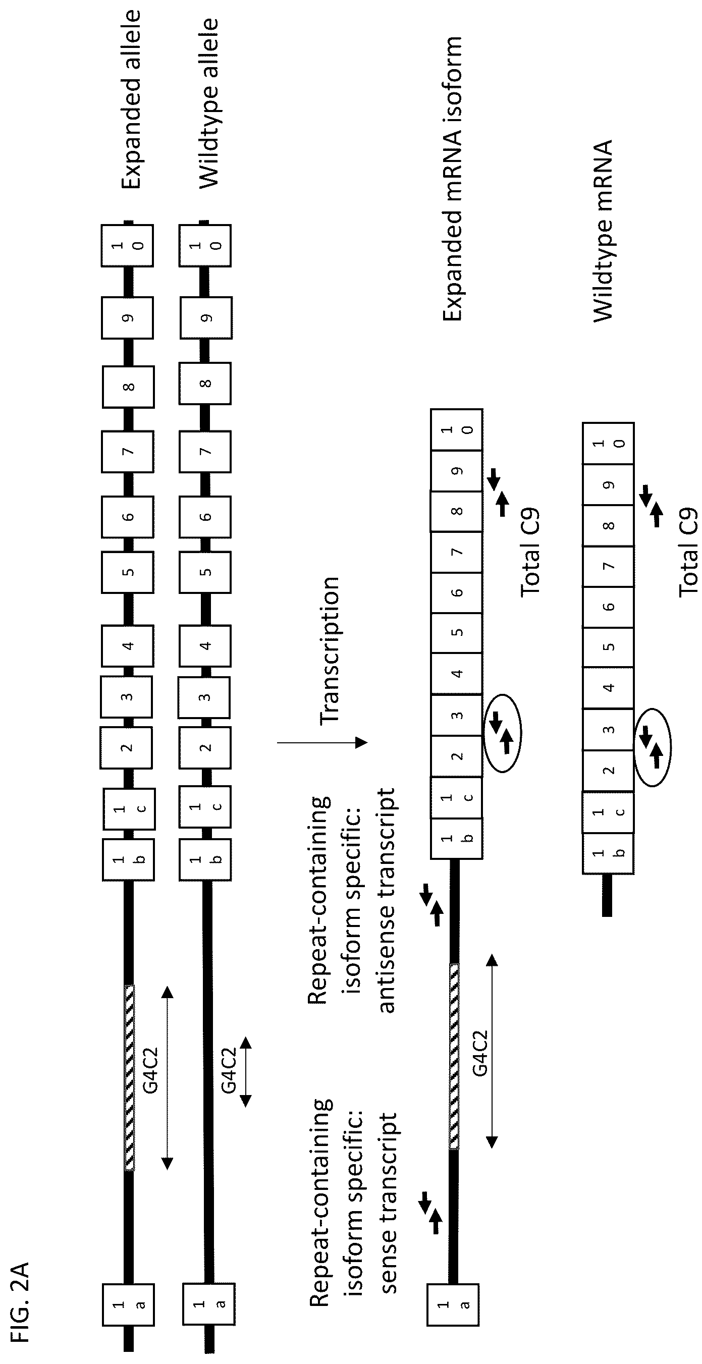 Patent US12139517 Figure 4 – Modulators of chromosome 9 open reading frame 72 gene expression and uses thereof