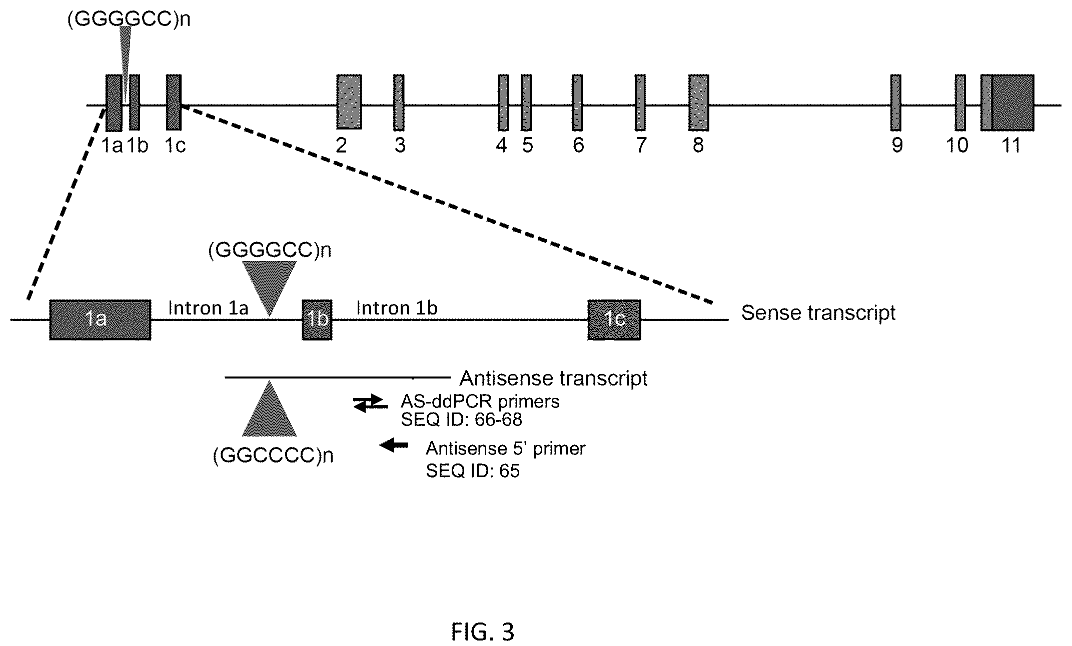 Patent US12139517 Figure 8 – Modulators of chromosome 9 open reading frame 72 gene expression and uses thereof
