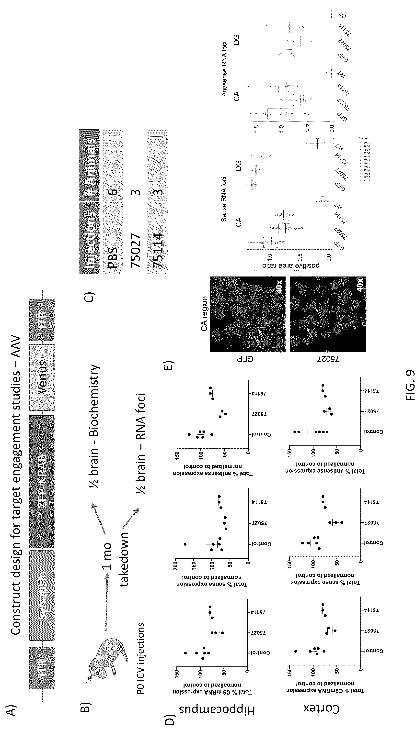 Patent US12139517 Figure 18 – Modulators of chromosome 9 open reading frame 72 gene expression and uses thereof