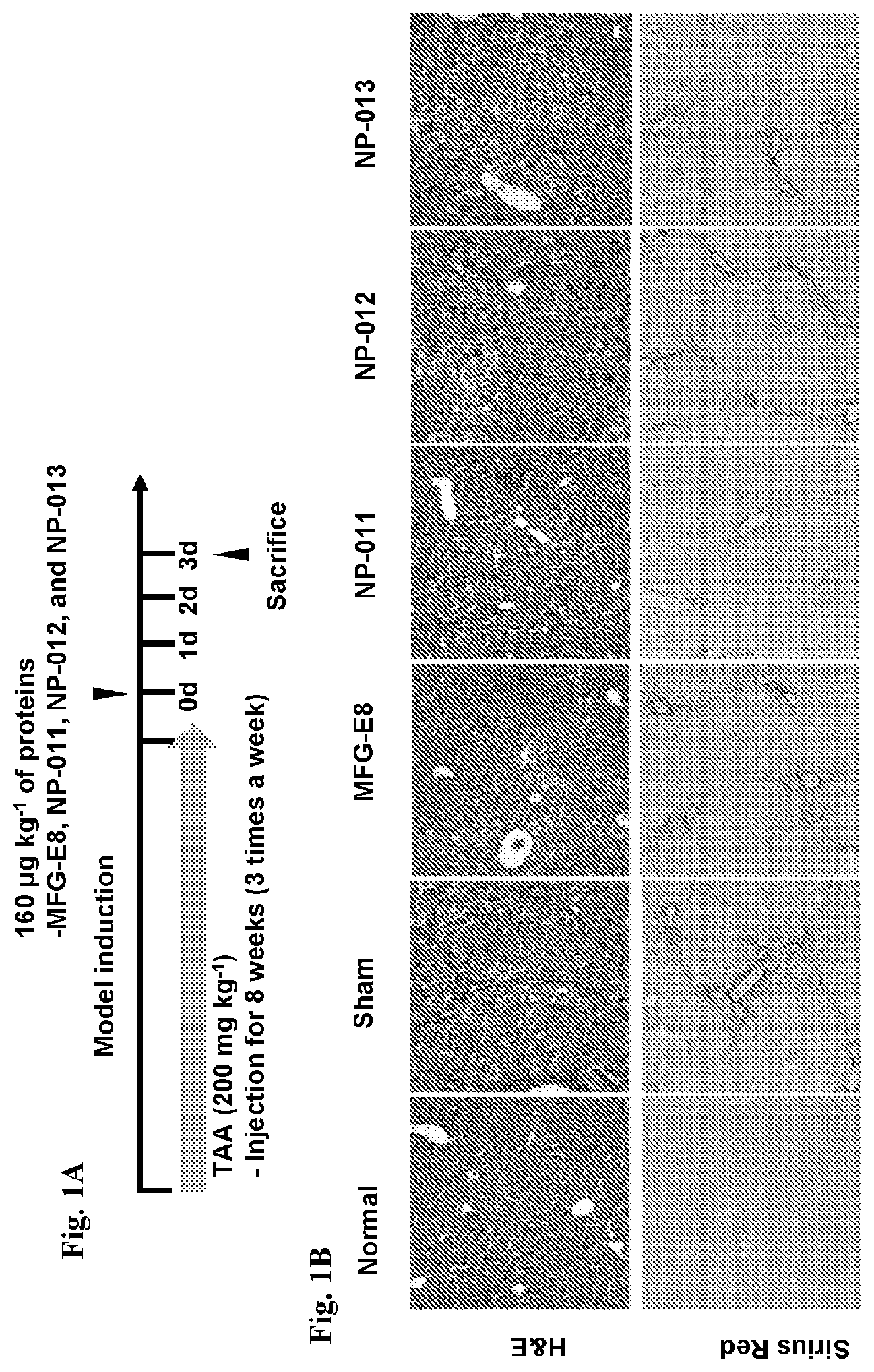 Patent US12139518 Figure 1 – Compositions and methods for treating or preventing fibrosis
