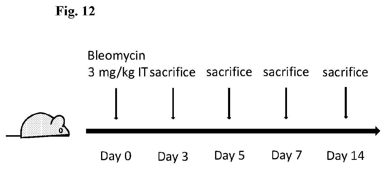 Patent US12139518 Figure 19 – Compositions and methods for treating or preventing fibrosis