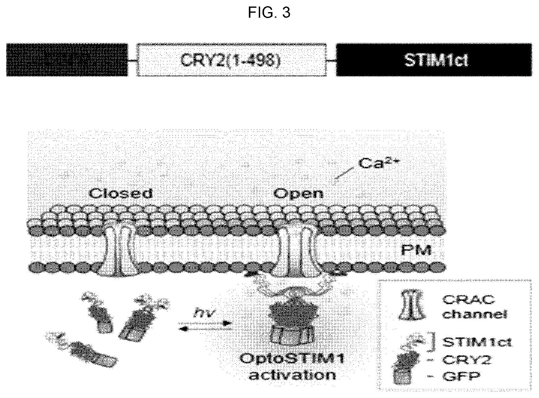 Patent US12139519 Figure 2 – CRY2 variant having increased photosensitivity and use thereof