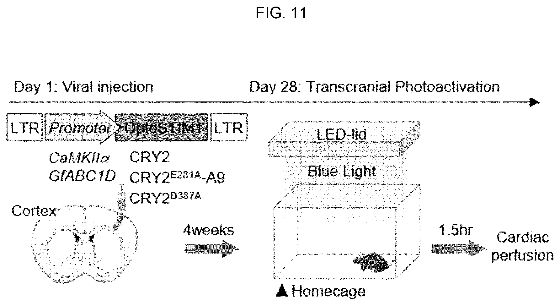 Patent US12139519 Figure 10 – CRY2 variant having increased photosensitivity and use thereof