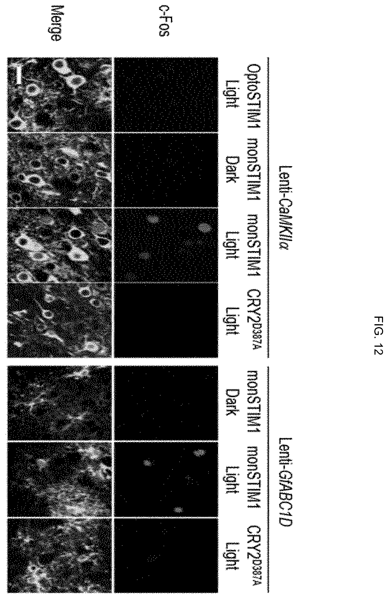 Patent US12139519 Figure 11 – CRY2 variant having increased photosensitivity and use thereof