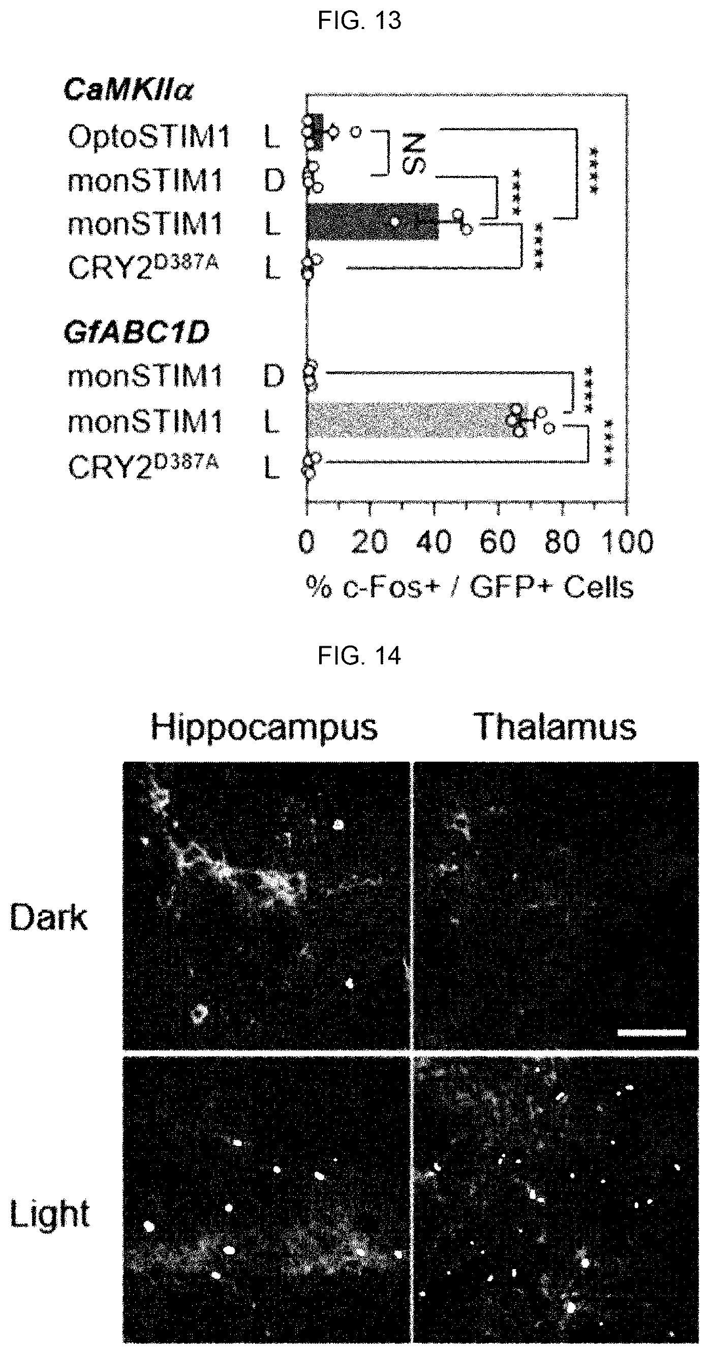 Patent US12139519 Figure 12 – CRY2 variant having increased photosensitivity and use thereof